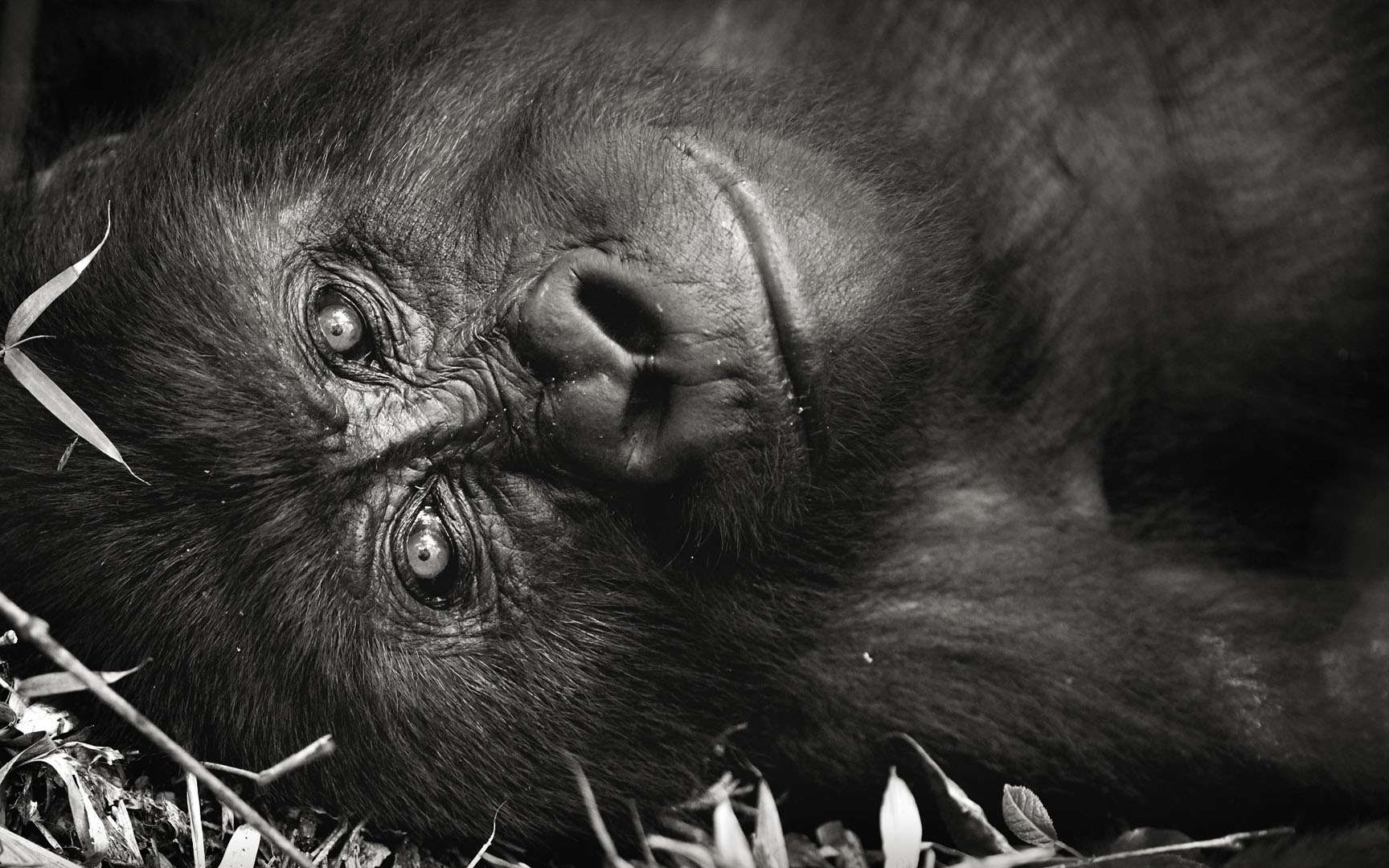 Animal Le Plus Proche De L Homme