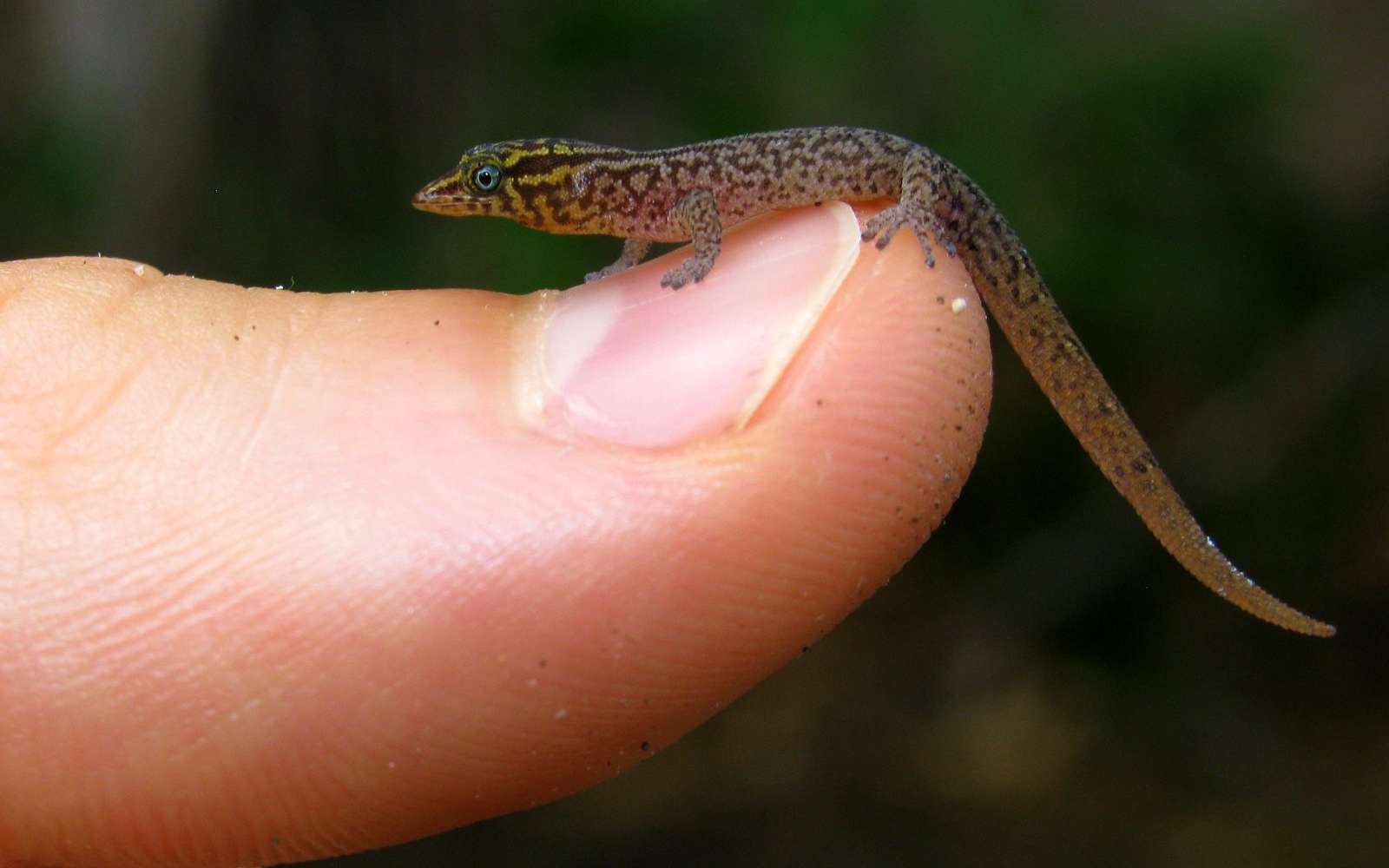 Le gecko Sphaerodactylus fantasticus fait partie du genre qui contient les plus petits reptiles du monde. © Philip CC by-nc-nd 3.0