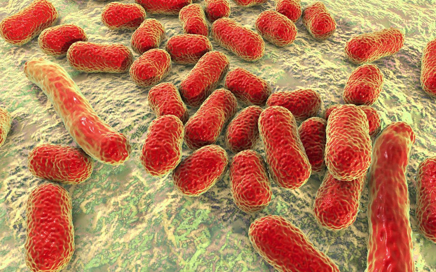 Des bactéries comme Acinetobacter baumannii multirésistant aux antibiotiques sont responsables de maladies nosocomiales. © Kateryna_Kon, Fotolia