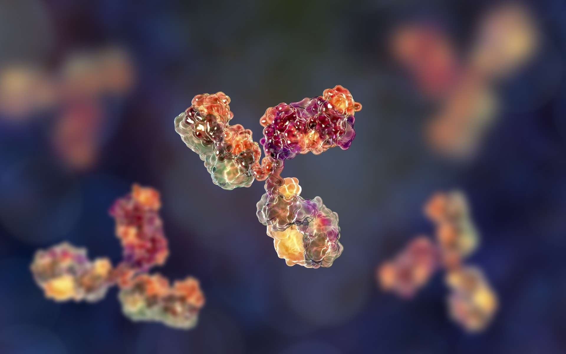 Illustration 3D d'un modèle moléculaire d'anticorps participant à la défense immunitaire. © Kateryna_Kon, Adobe Stock