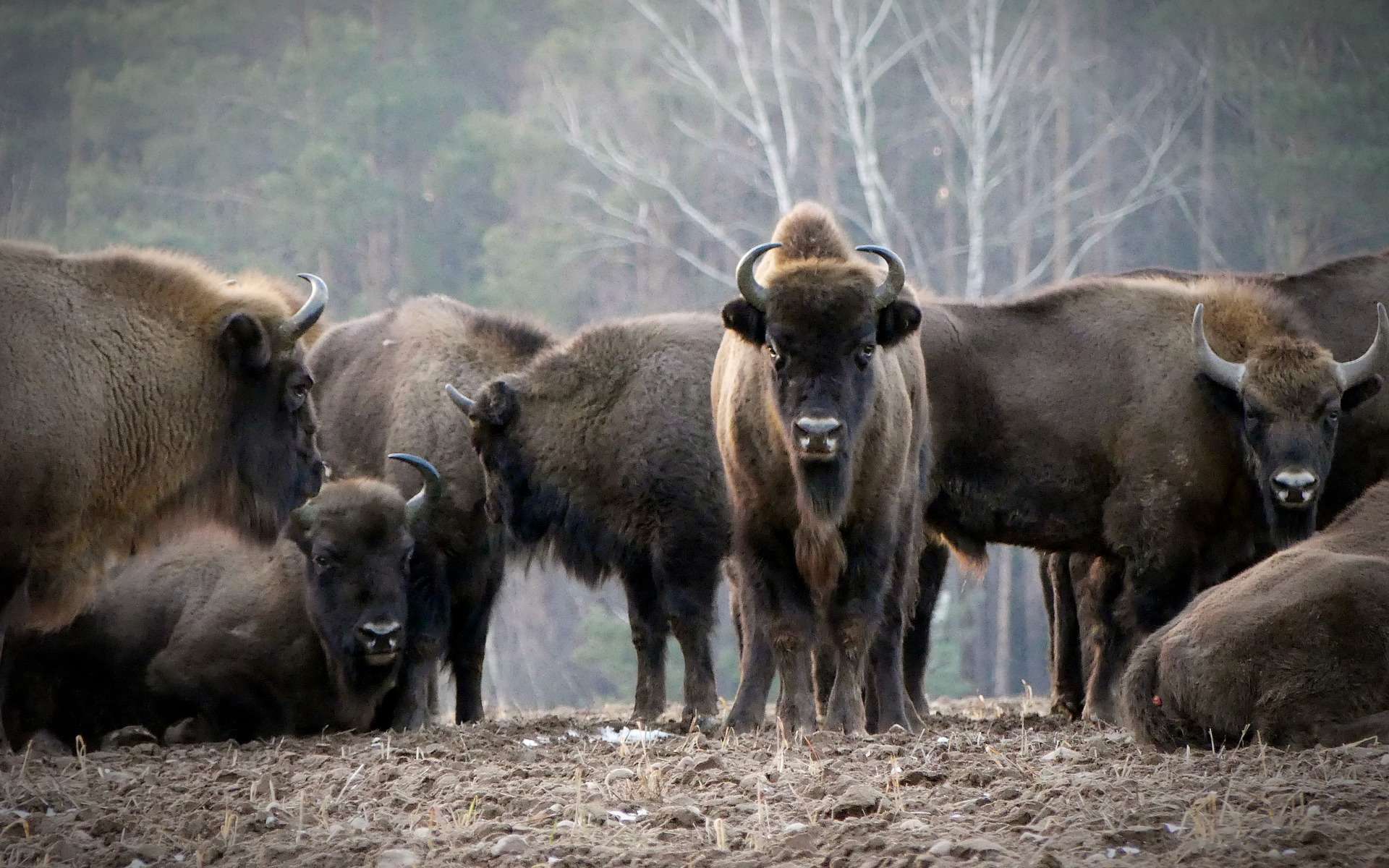 En Europe, la réintroduction du bison d'Europe permettrait à la biodiversité de se restaurer selon le Programme des Nations Unies pour l'Environnement. © Andrzej_Kulak/Pixabay
