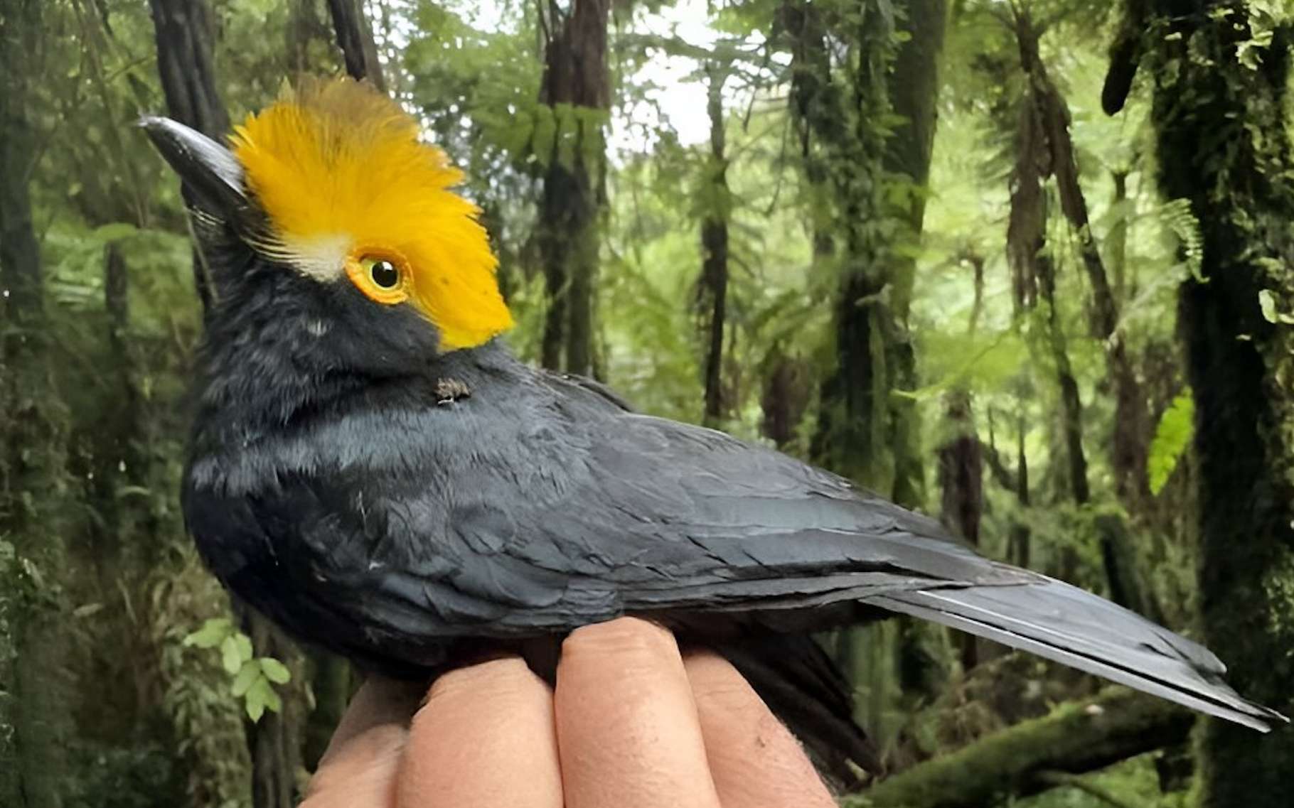 Une expédition de scientifiques a retrouvé un « oiseau perdu » il y a des décennies