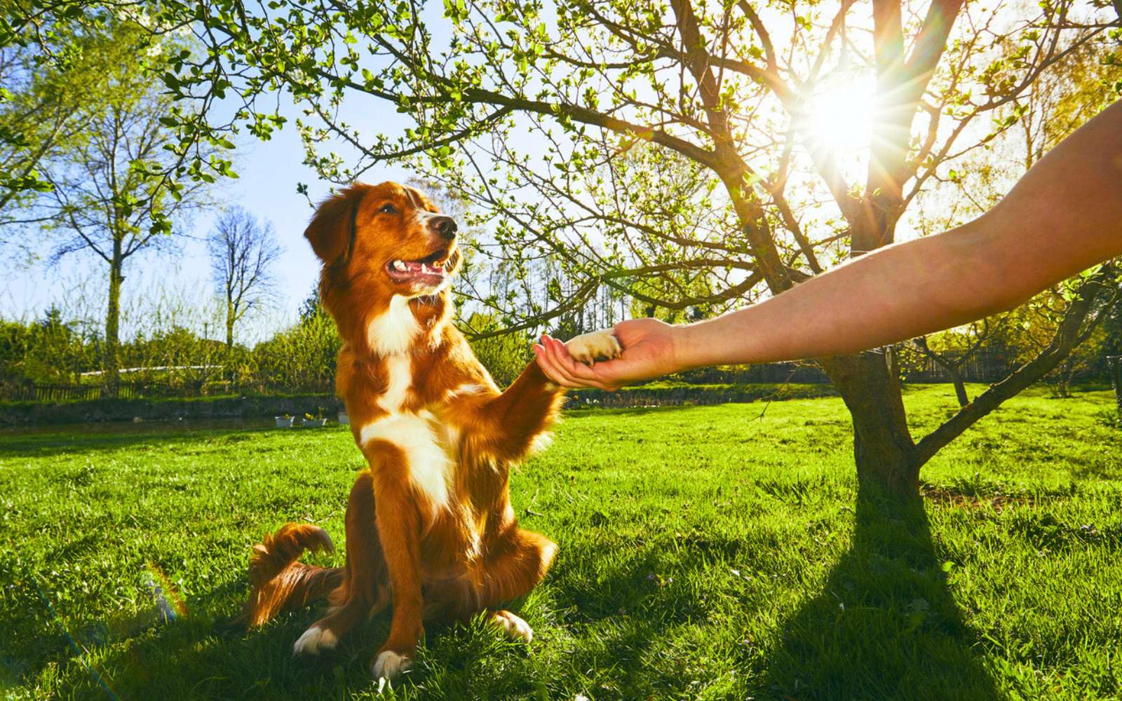 Les éducateurs canins l'avouent : ces races sont (presque) impossibles à dresser !