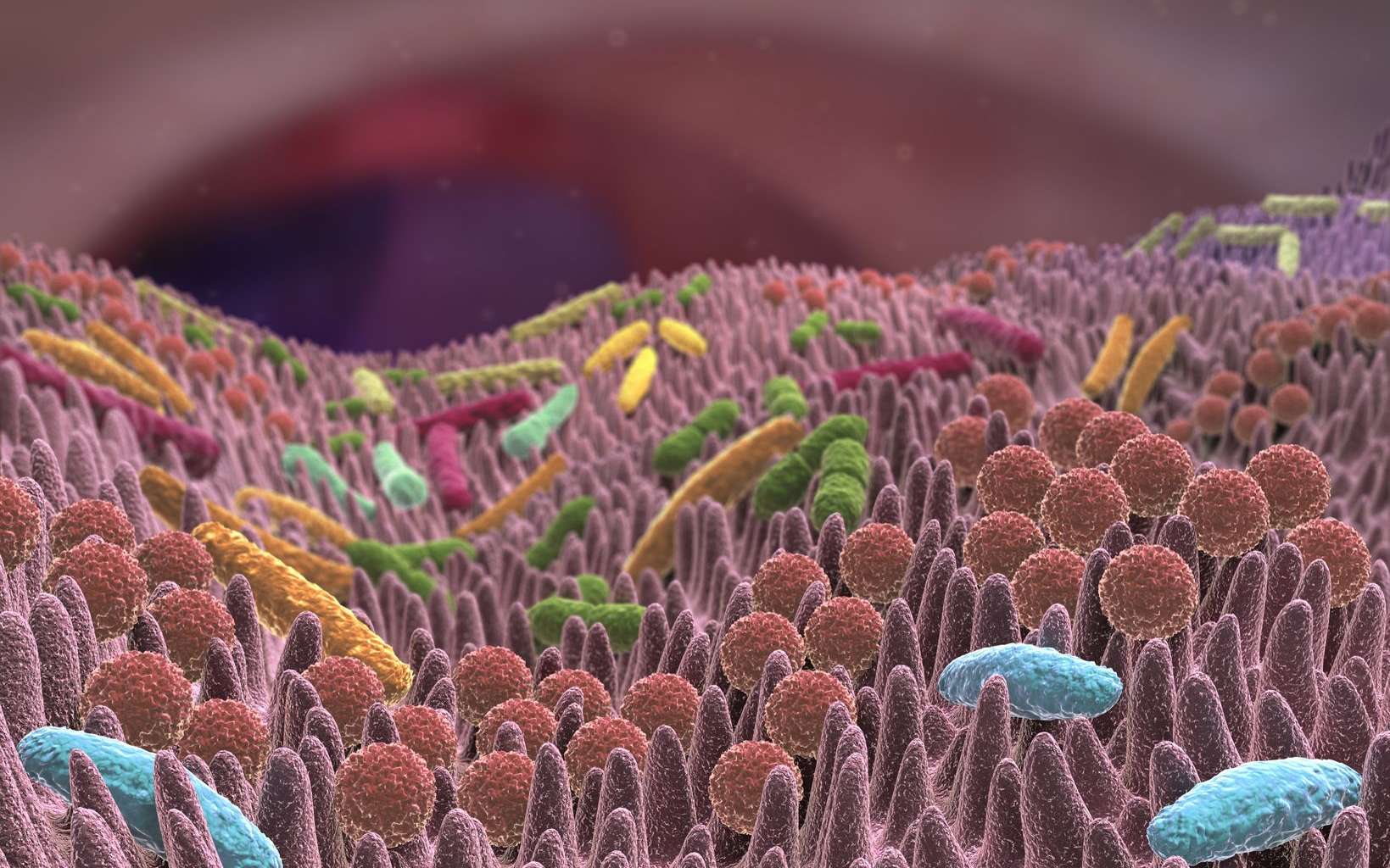 Le microbiote fait office de salle de sport pour notre système immunitaire. © Alex, Adobe Stock