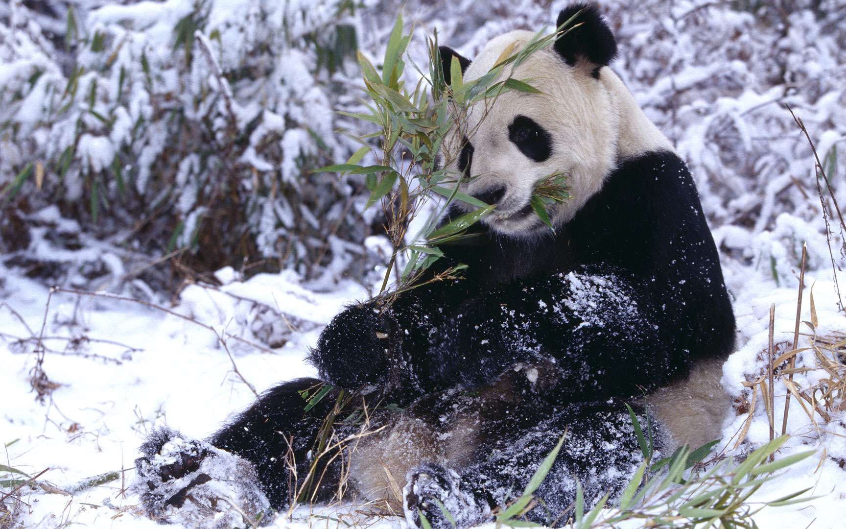 Un Bebe Panda Decouvre La Neige Pour La Premiere Fois