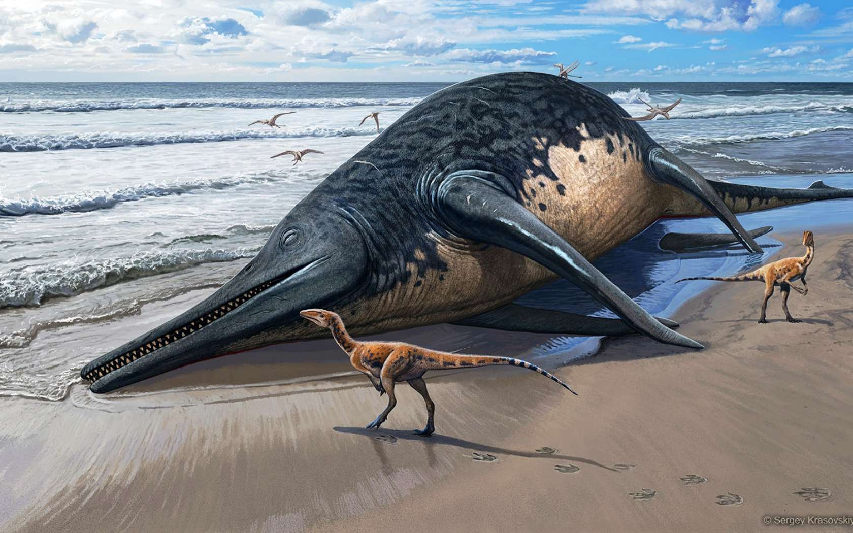 Le plus grand reptile marin connu de l'époque des dinosaures a peut-être été découvert