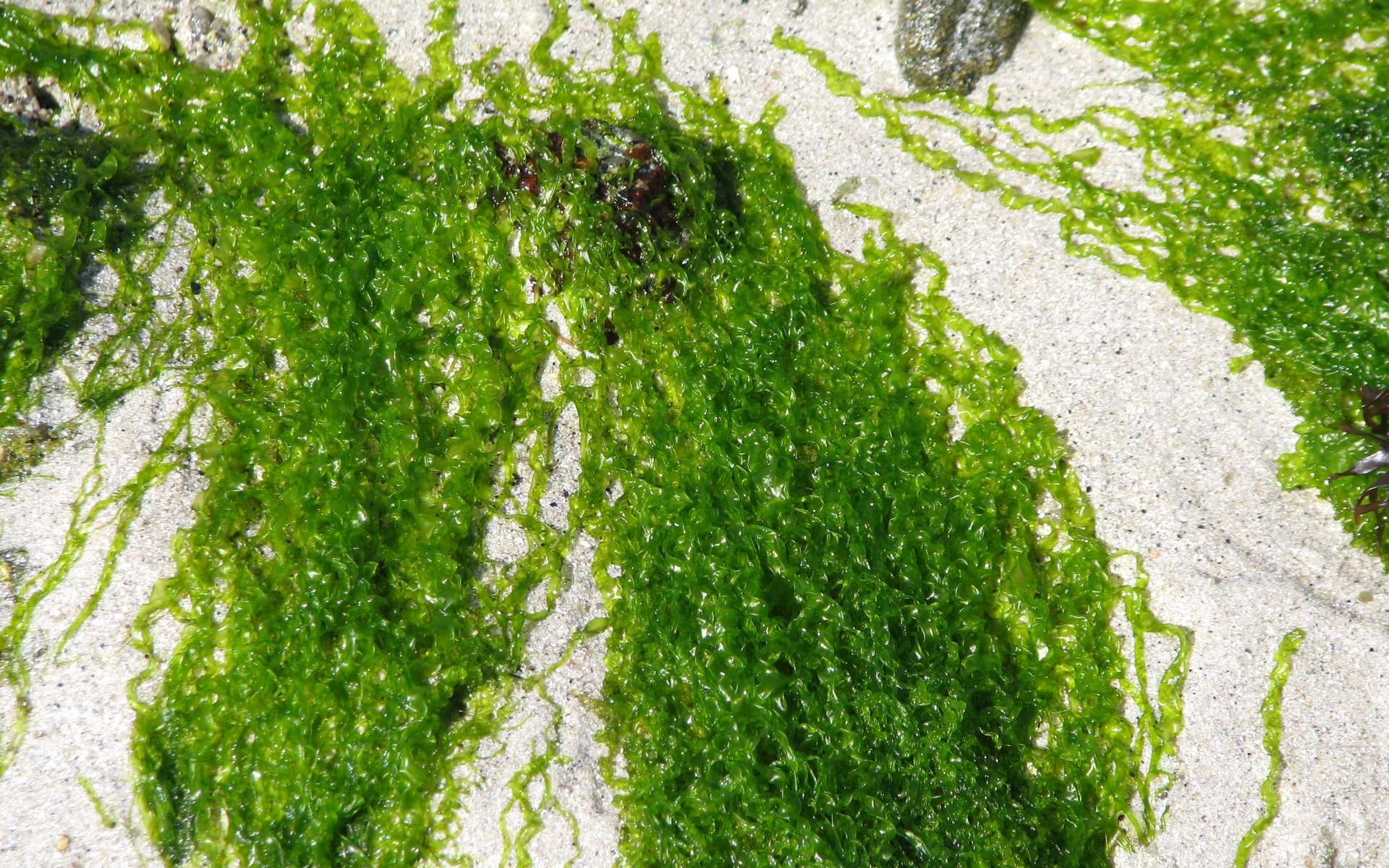 Les algues, en tant que matière première pour biocarburant, sont vues comme le nouvel or vert. © JaHoVil, cc by nc sa 2.0