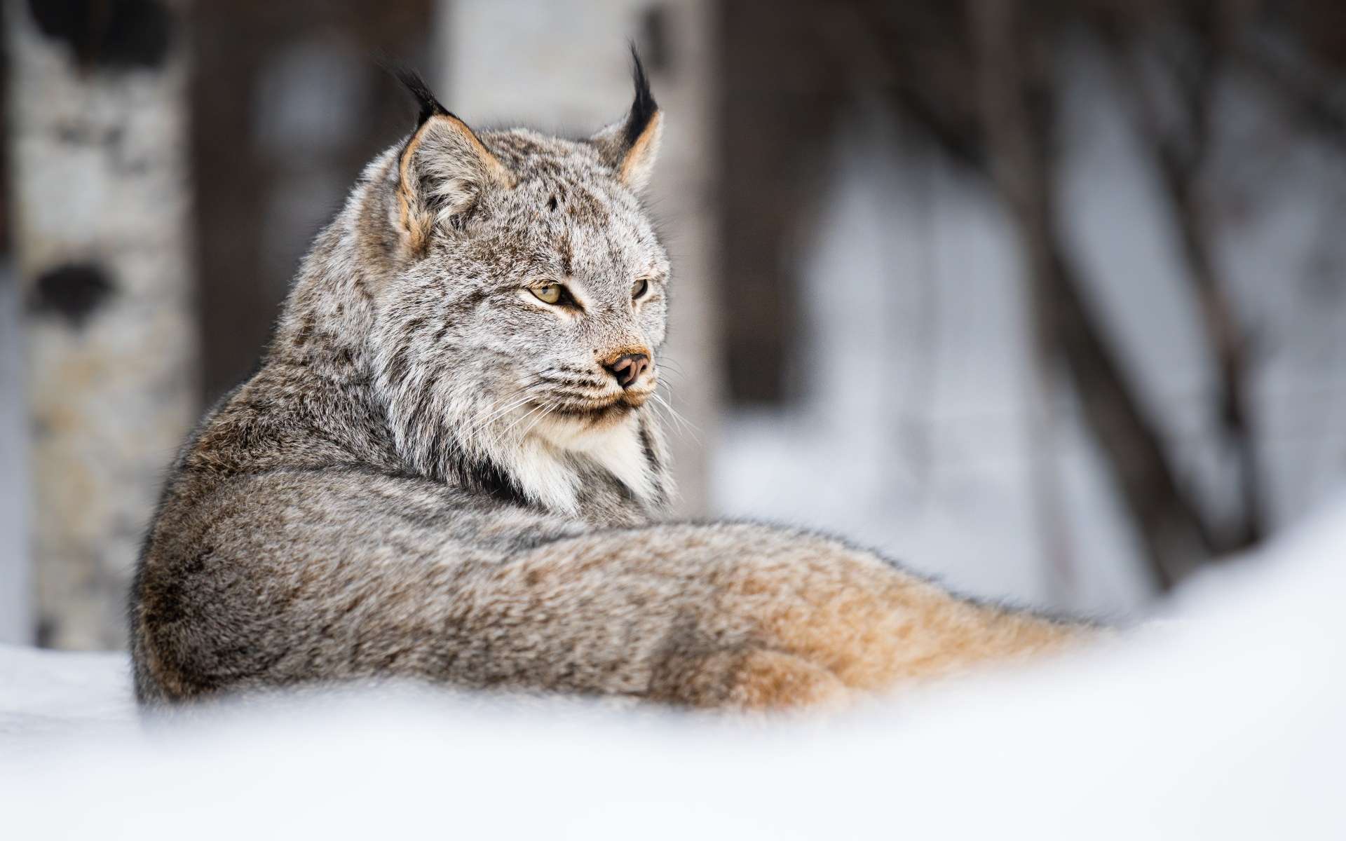Étrangeté du vivant : le lynx, un félin discret mais très bavard !