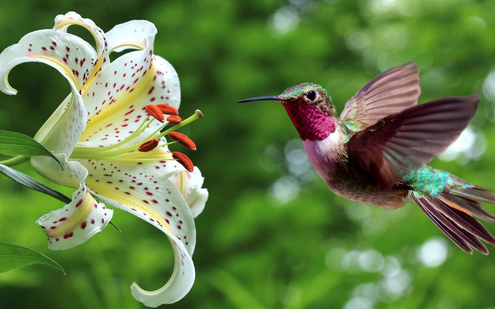 Cette espèce d'oiseau est la seule à pouvoir voler à l'envers !