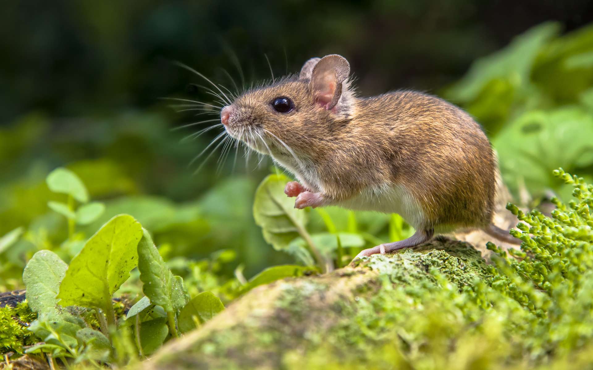 Ces souris « contrôlent » leurs impulsions de dopamine