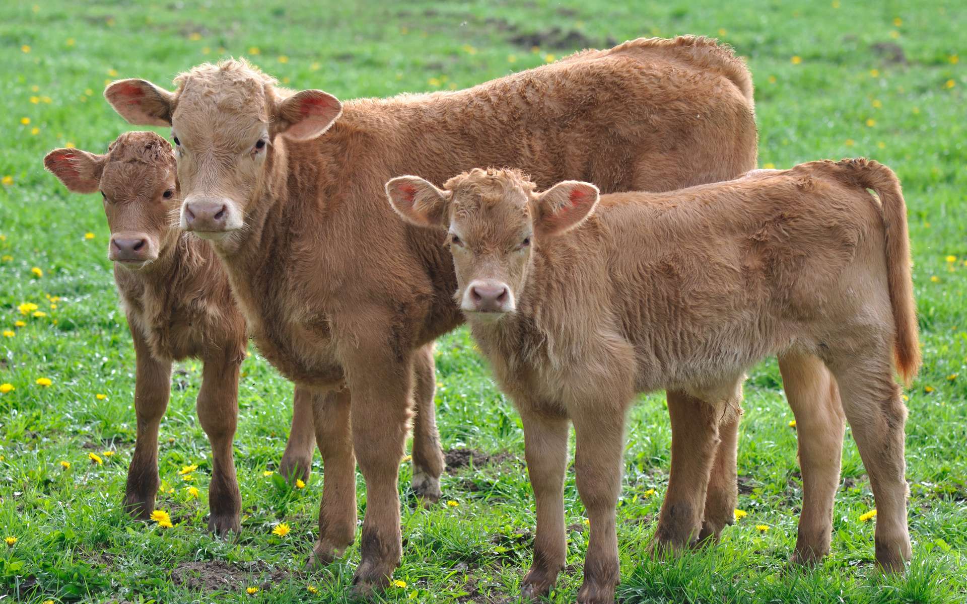 Apprendre aux vaches à devenir propres : un enjeu climatique. © Coco, Adobe Stock