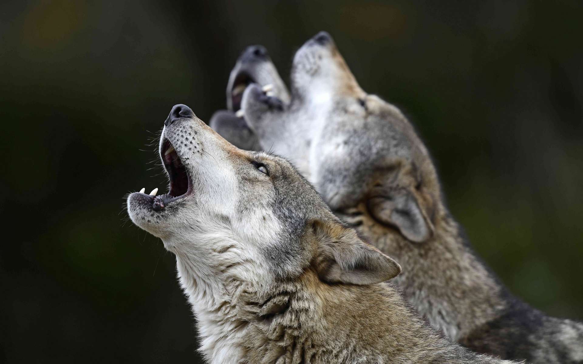 Le loup gris est naturellement revenu en France il y a 30 ans, après près de 50 ans d'absence. © bennytrapp, Adobe Stock