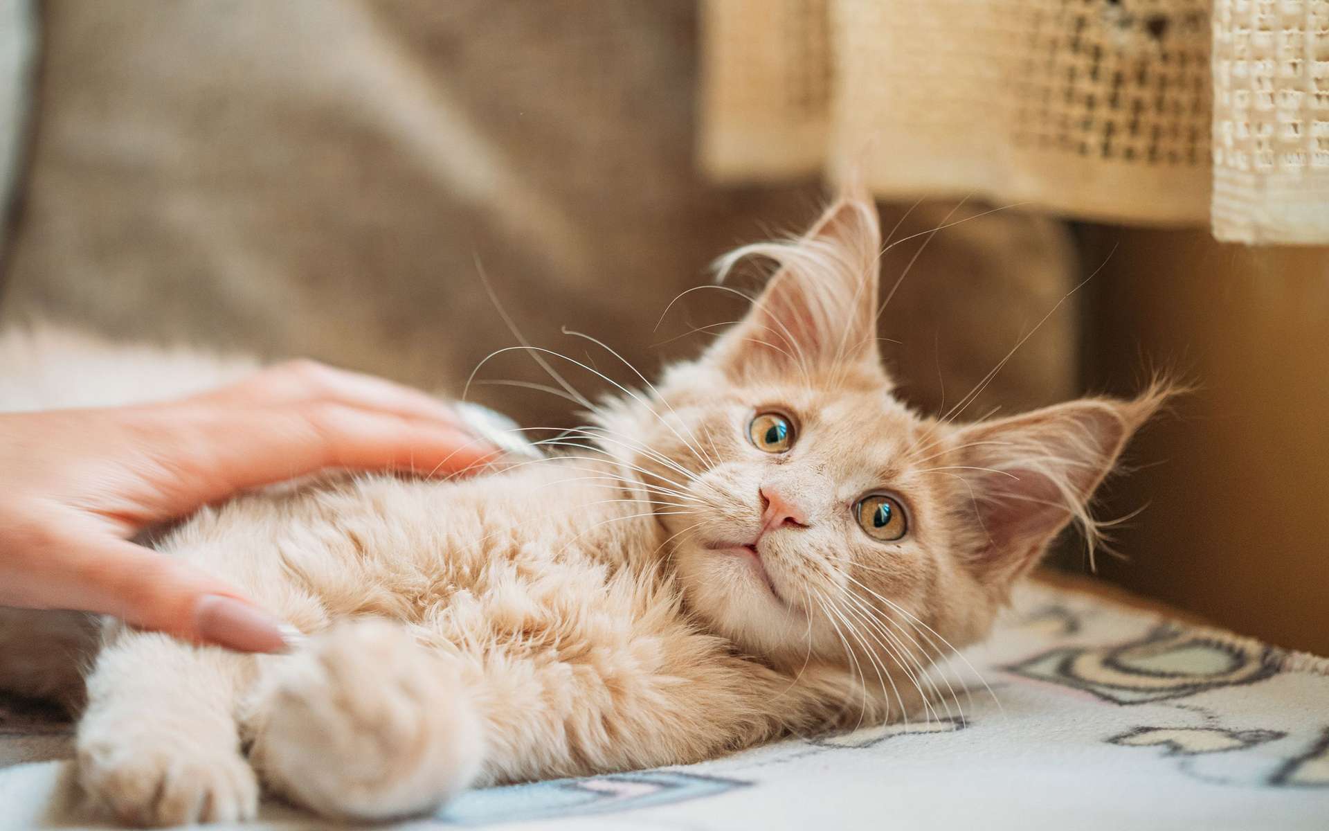 Votre chat vous comprend mieux que vous ne le pensez : la science le prouve !