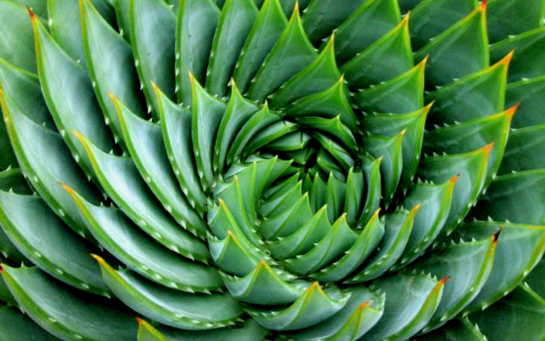 La Suite De Fibonacci Dans La Nature