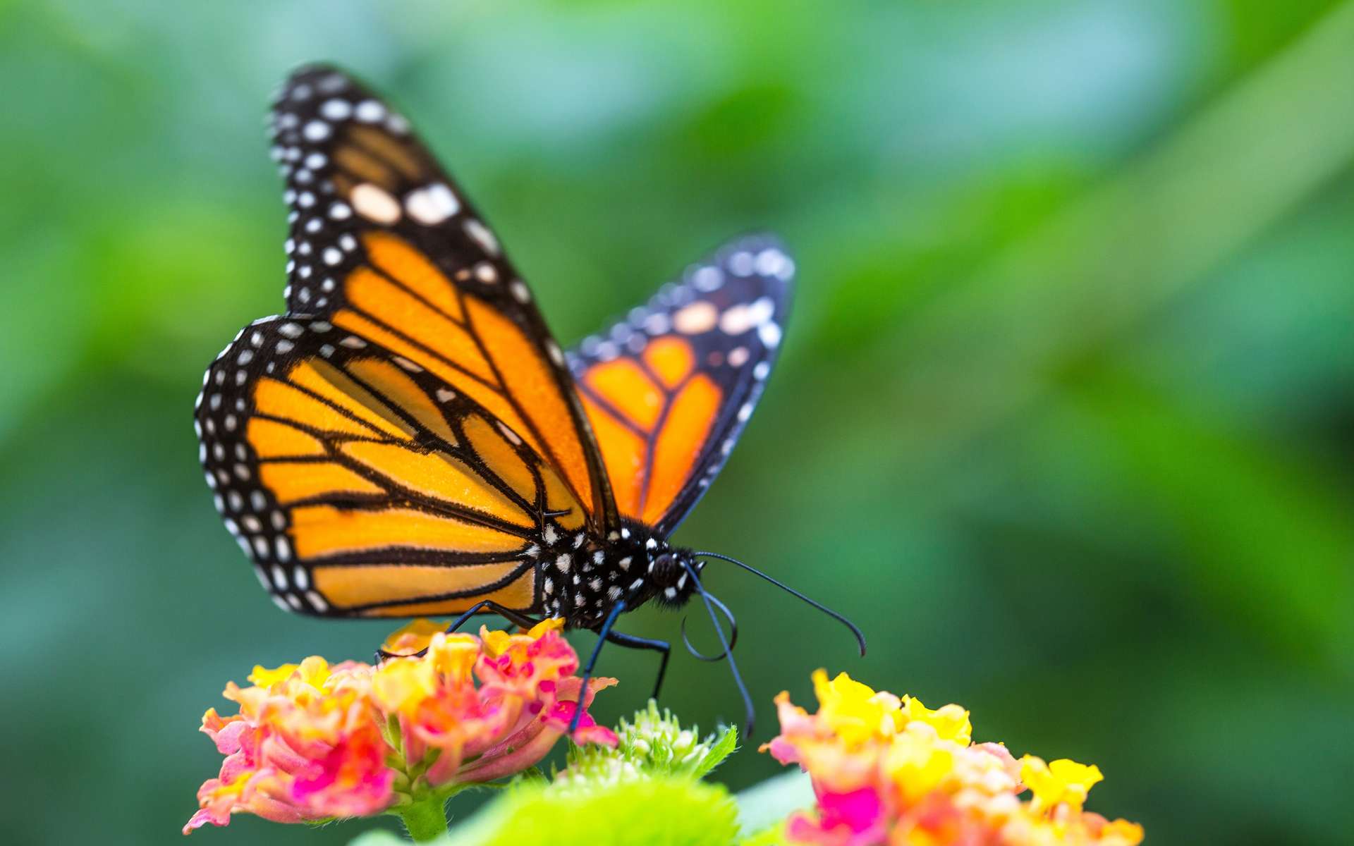 Le papillon monarque déclinerait à cause de la perte de ces fleurs