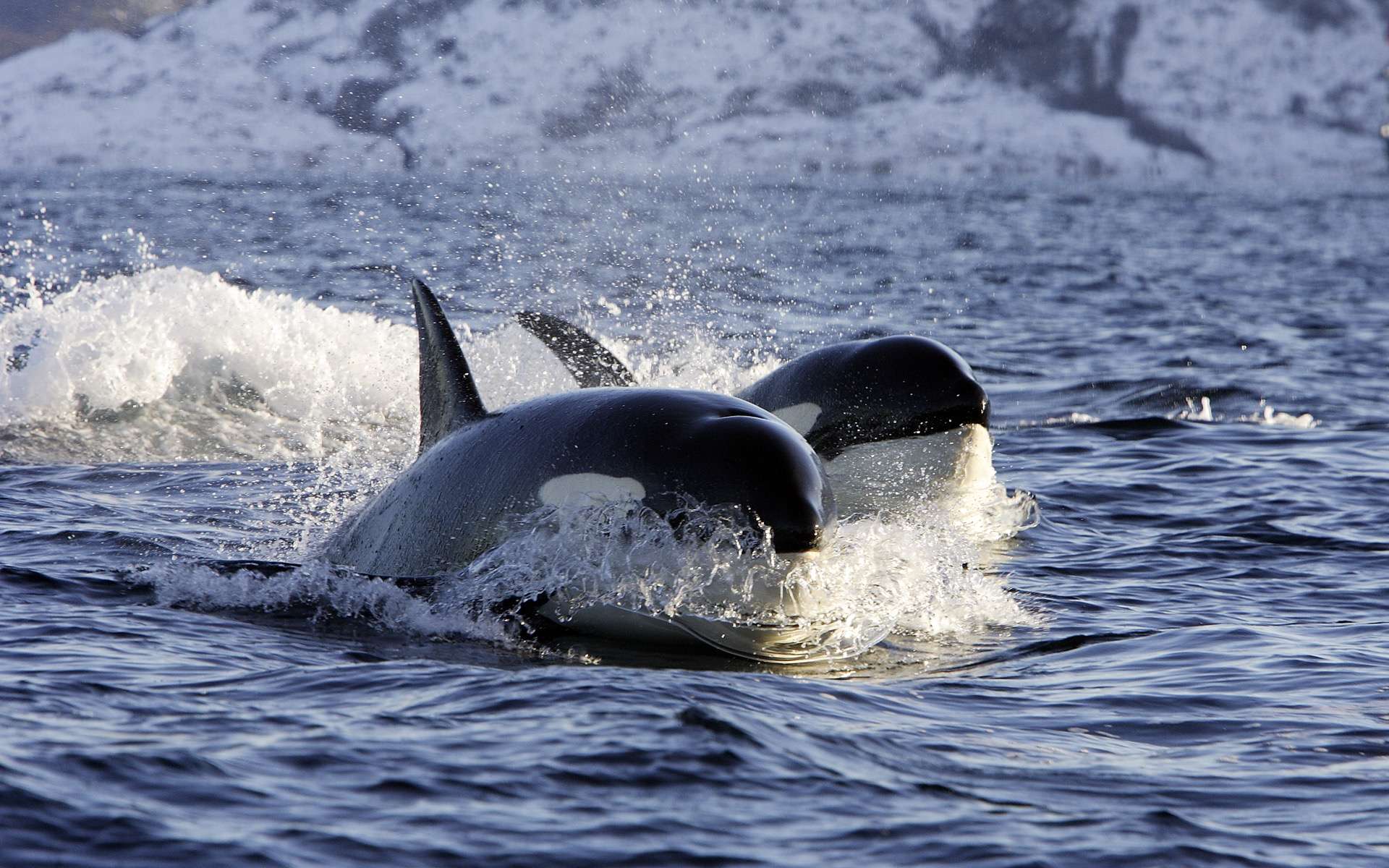 La nageoire dorsale des orques, des odontocètes ou cétacés à dents, peut atteindre 2 m de haut chez les mâles. © Pixaterra, Adobe Stock