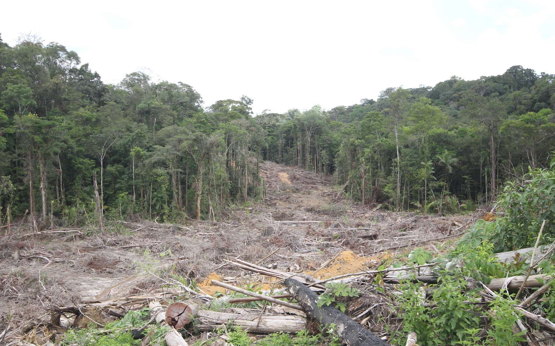 Il n'y a jamais eu autant d'arbres coupés en Amazonie