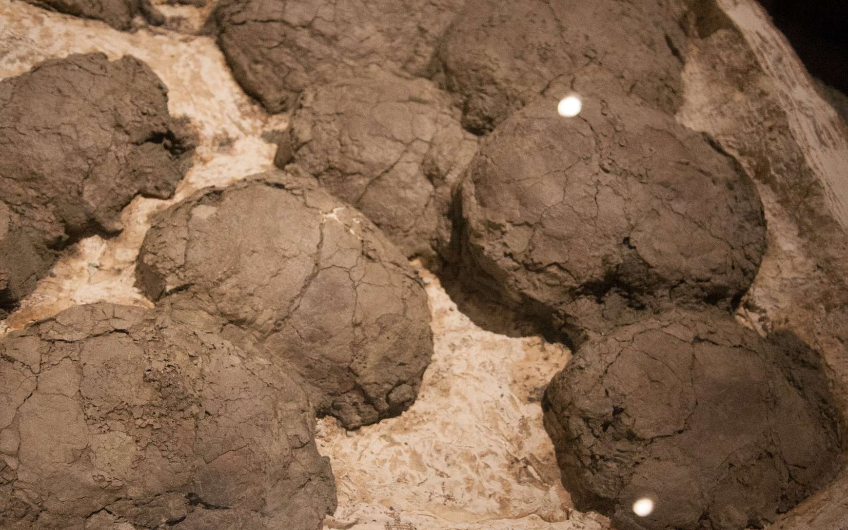Disparition Des Dinosaures Leurs œufs Etaient Le Maillon Faible Disparition Des Dinosaures Leurs œufs Etaient Le Maillon Faible