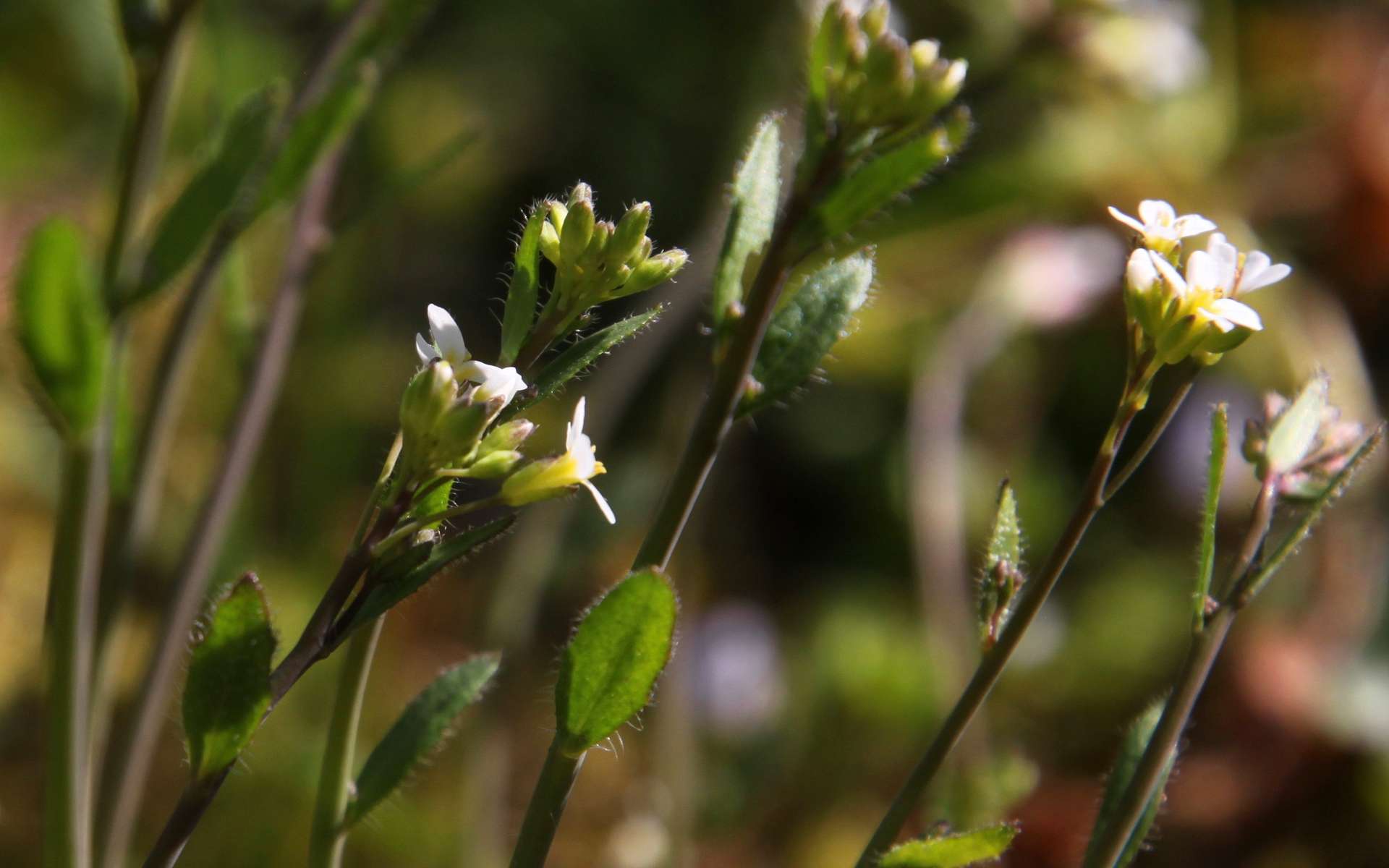Les plantes poussent-elles différemment dans l'espace ?