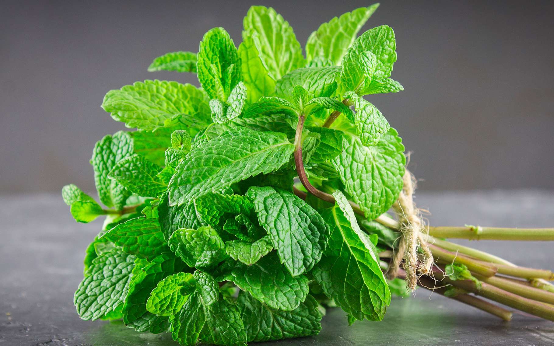 Spearmint: culture and properties |  Folder