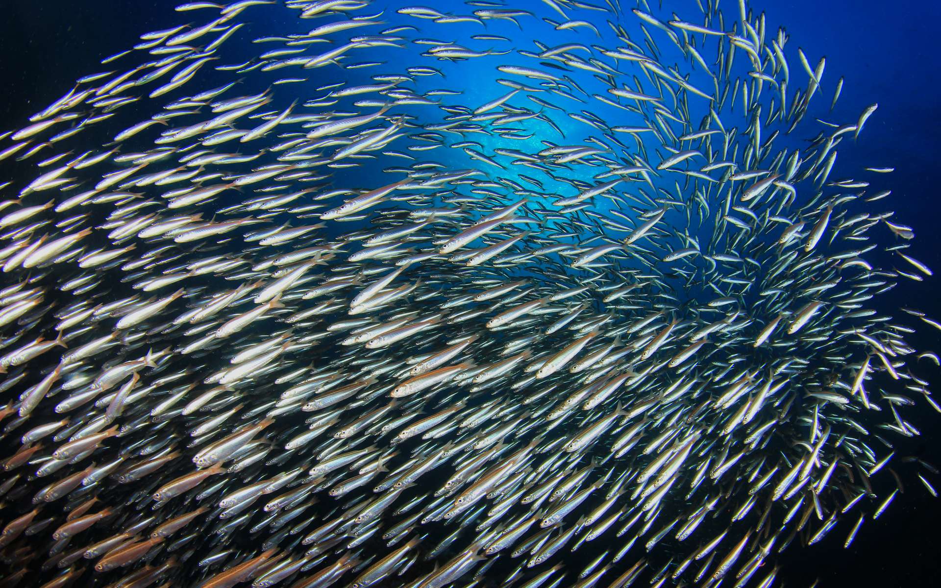 Les anchois avaient des cousins à dent de sabre