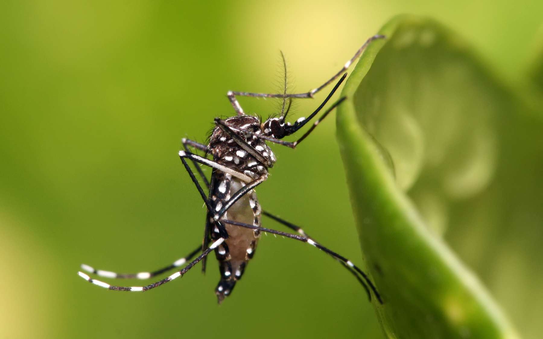 Le moustique Aedes aegypti, proche du moustique-tigre (A. albopictus), peut transmettre les arbovirus responsables de la dengue, du chikungunya, de la fièvre Zika et de la fièvre jaune. © Muhammad Mahdi Karim, GFDL 1.2