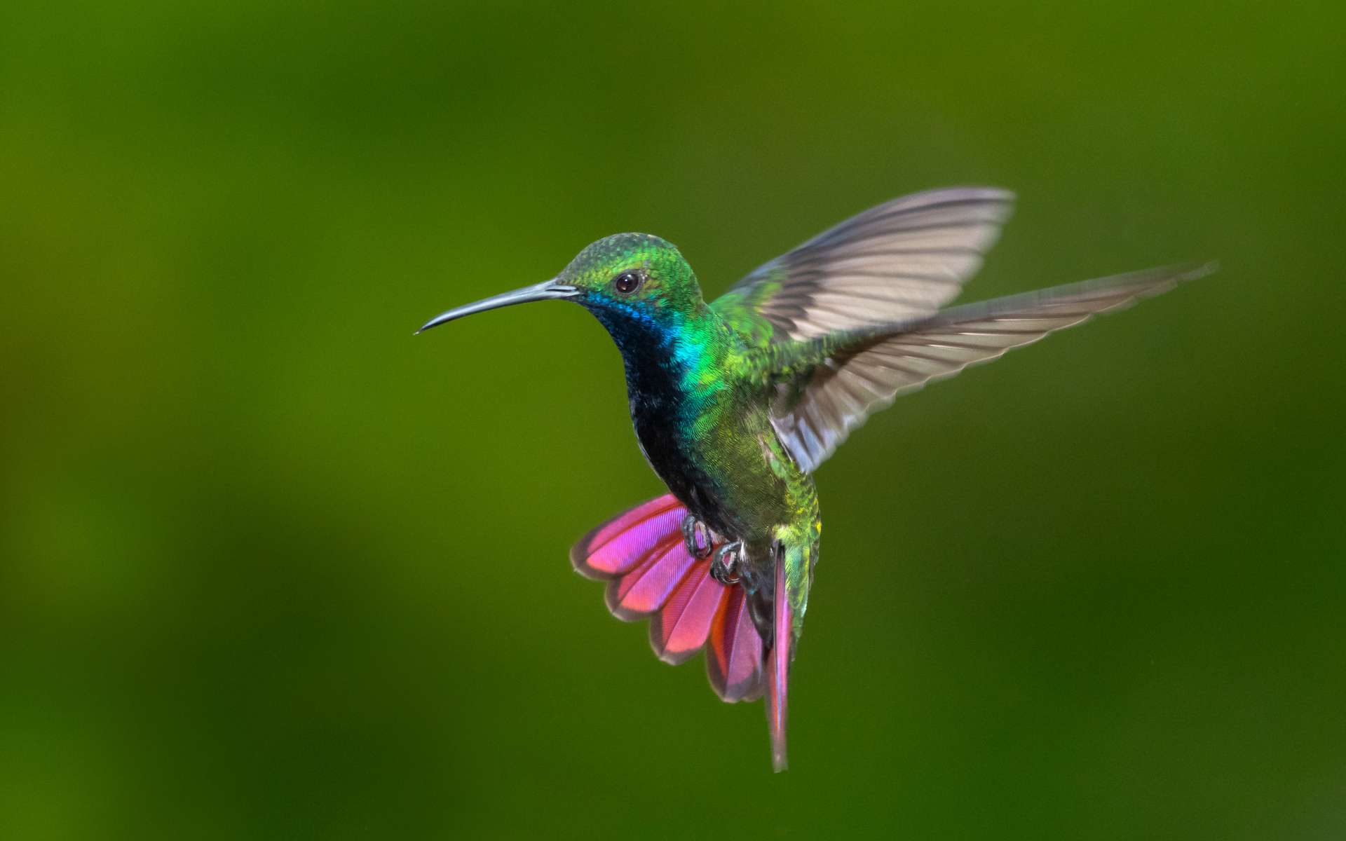 Regardez Comment Les Colibris Traversent Une Cascade D Eau