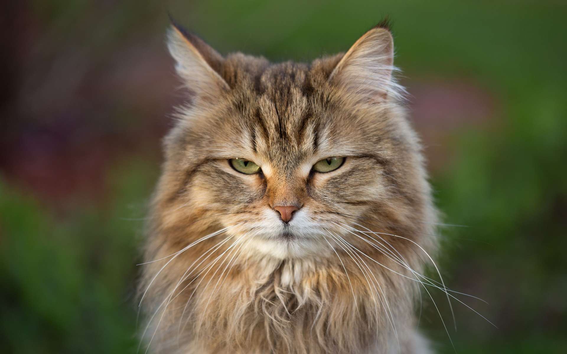 Les chats choisissent qui ils veulent écouter