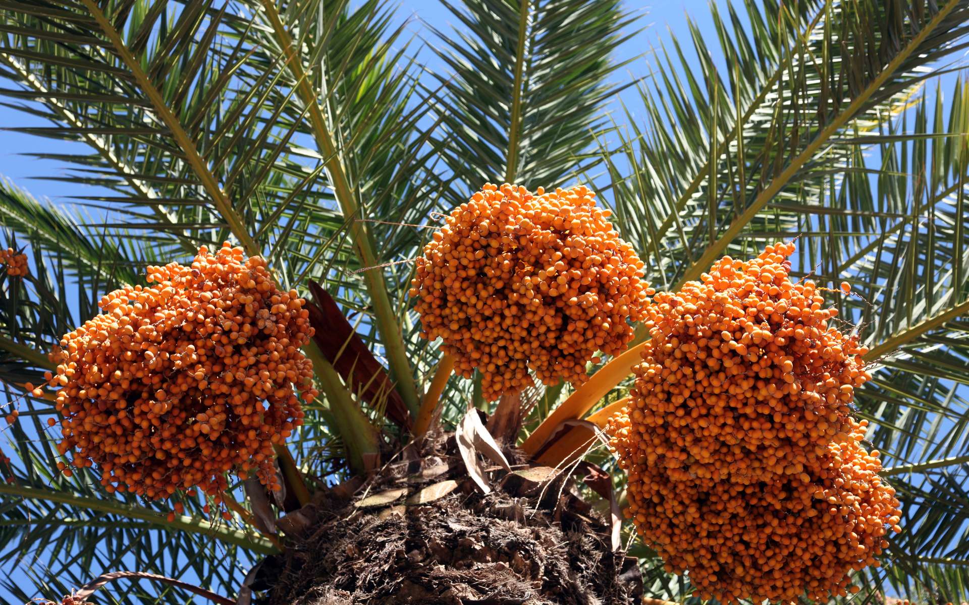 Des scientifiques ont fait germer des graines d'un palmier vieilles de 2.000 ans