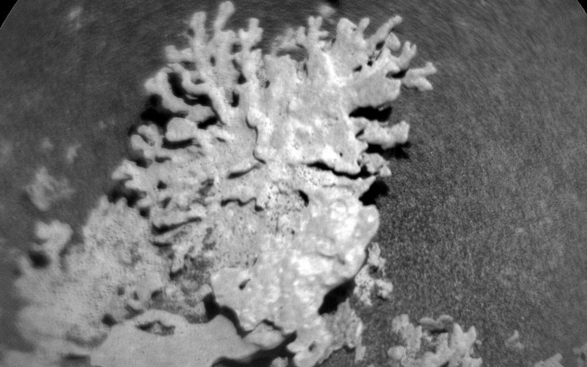 La Nasa a-t-elle découvert un corail vieux de plusieurs milliards d'années sur Mars ?