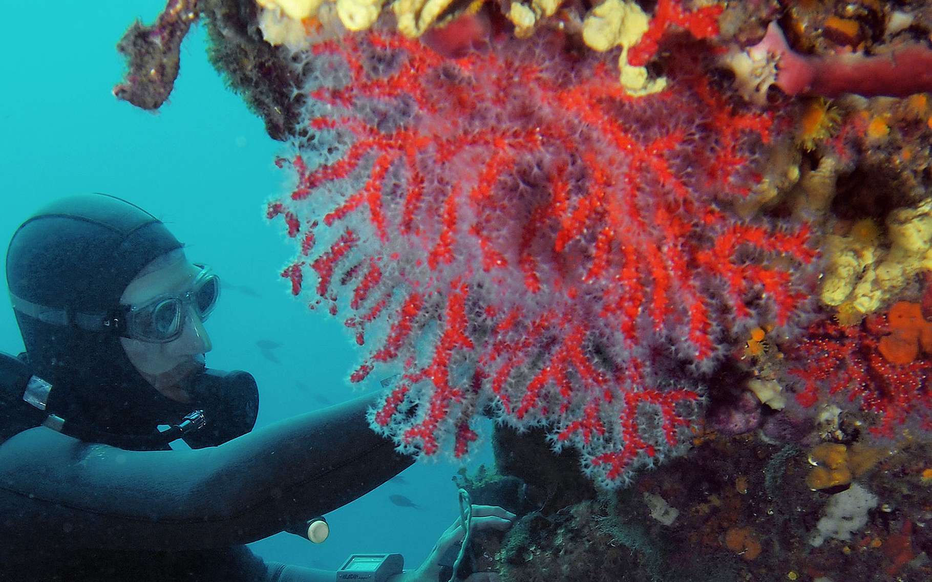 Chaque vague de chaleur provoque une mortalité de masse chez les coraux de Méditerranée.