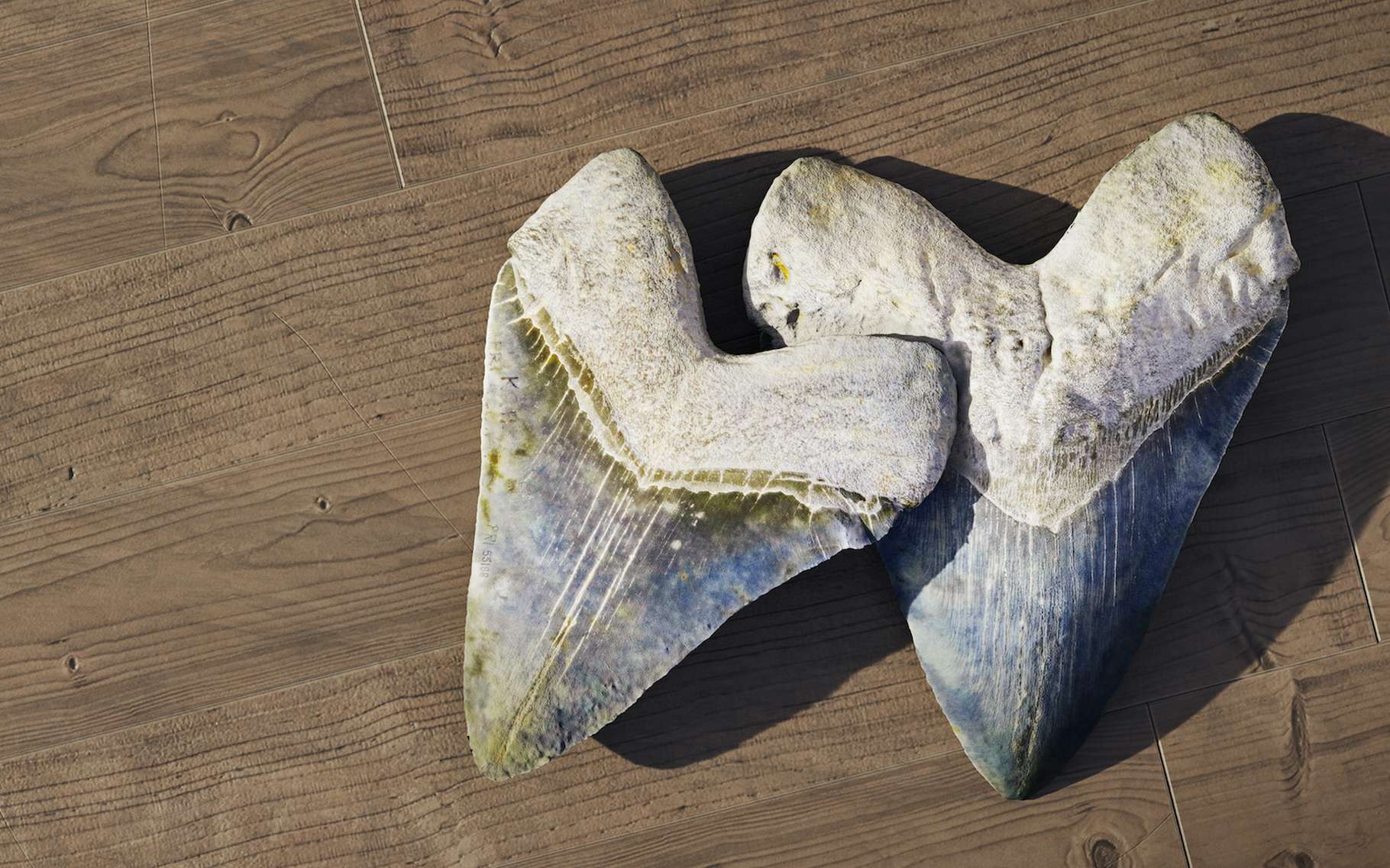 Les mégalodons sont surtout connus par les dents – et les vertèbres – fossiles que les chercheurs ont retrouvées un peu partout dans le monde. Aujourd’hui, ils affirment que la taille de ce requin de la préhistoire variait en fonction de la température de l’eau dans laquelle il évoluait. © dottedyeti, Adobe Stock