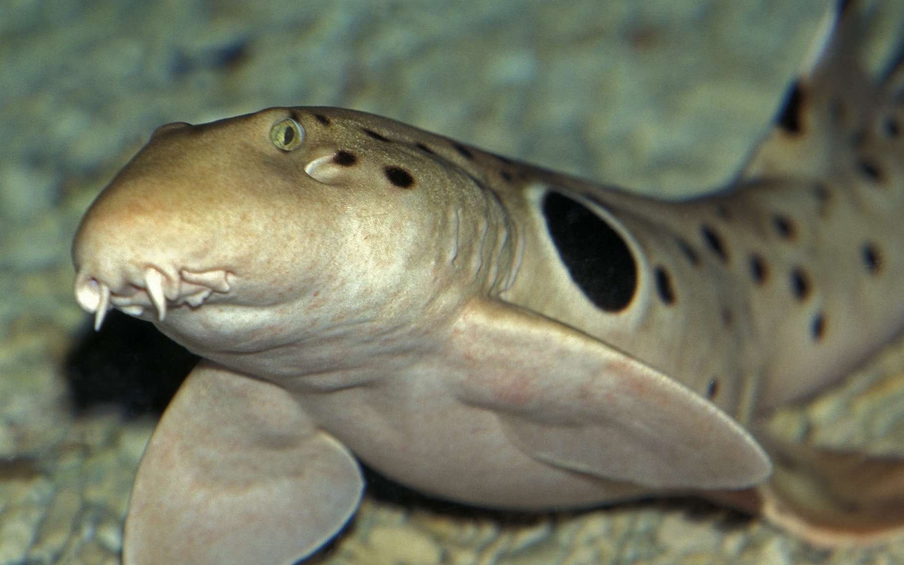 Selon une étude de chercheurs de l’université James Cook (Australie), les bébés de requins-épaulettes souffrent du réchauffement climatique. Ils naissent plus petits et affaiblis. Mettant en péril leur survie. © slowmotiongli, Adobe Stock