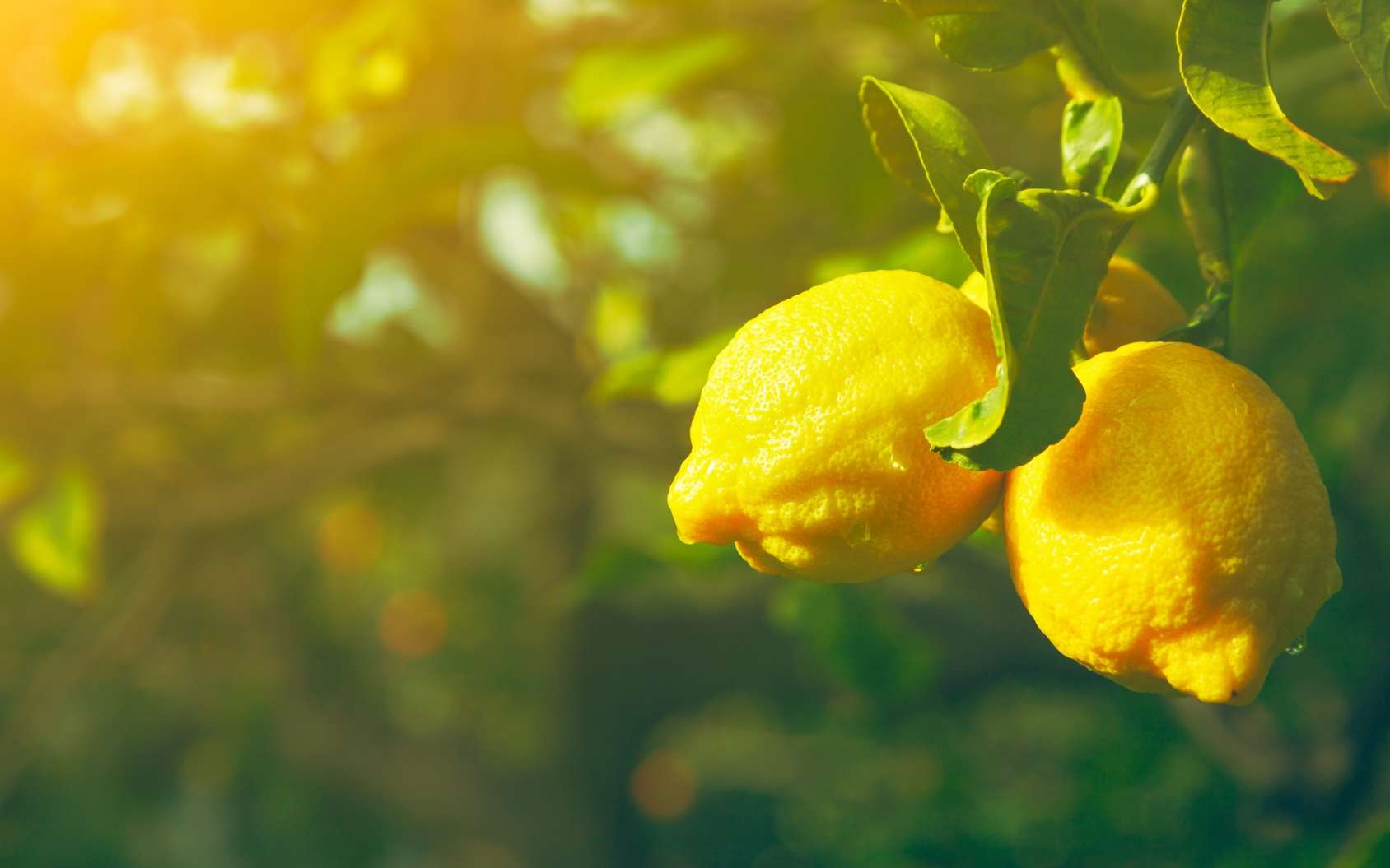 Le citronnier est un petit arbre qui pousse en climat méditerranéen. © Ivan Kruk, Fotolia
