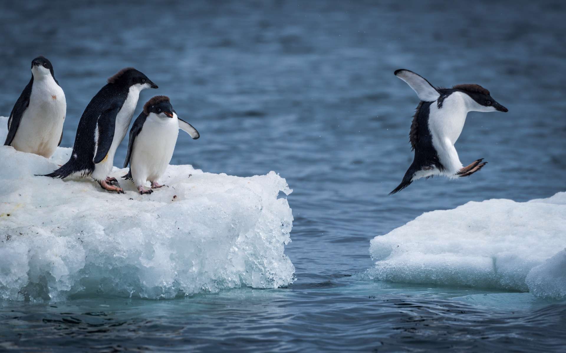 Les manchots, plutôt satisfaits du réchauffement climatique