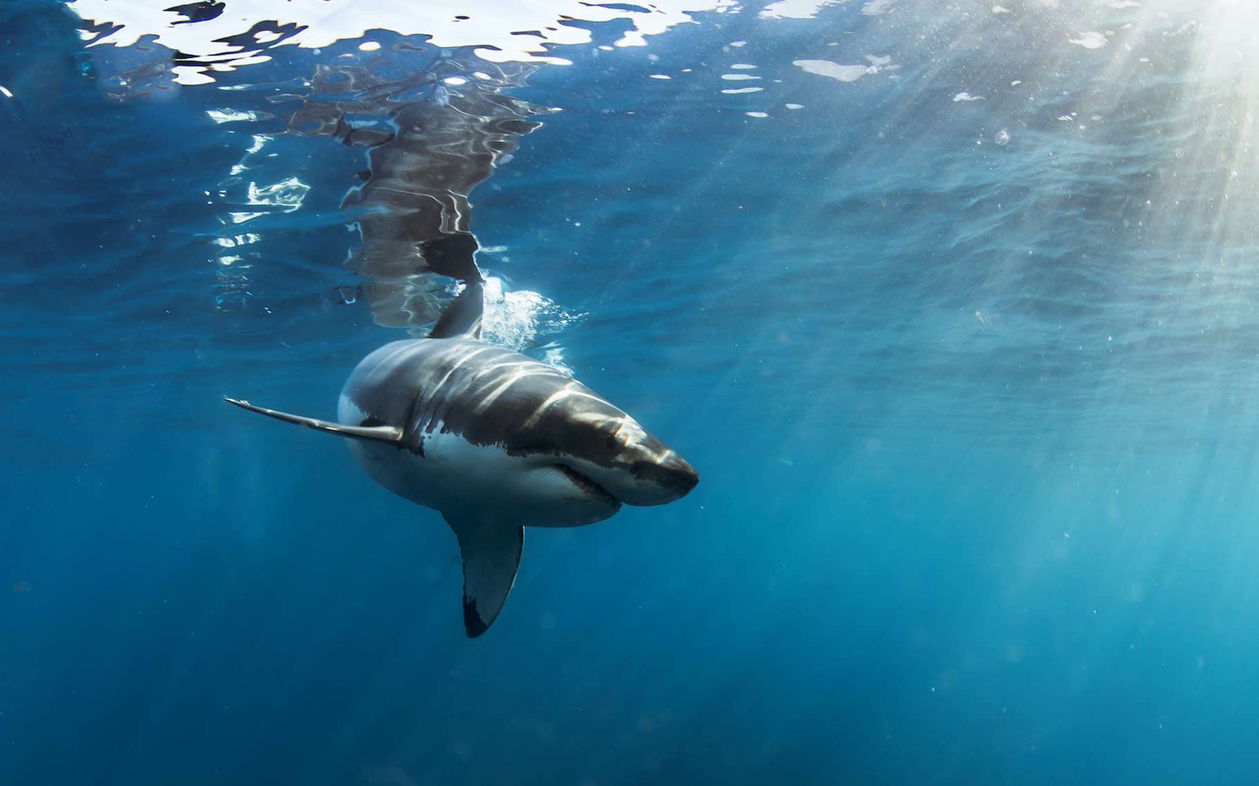 Le Grand requin blanc, c’est un animal impressionnant. Un puissant prédateur qui a développé une forme de vie sociale. Sans doute pour capturer encore plus de proies. La preuve que le grand requin blanc n’est pas si bête. © willyam, Adobe Stock