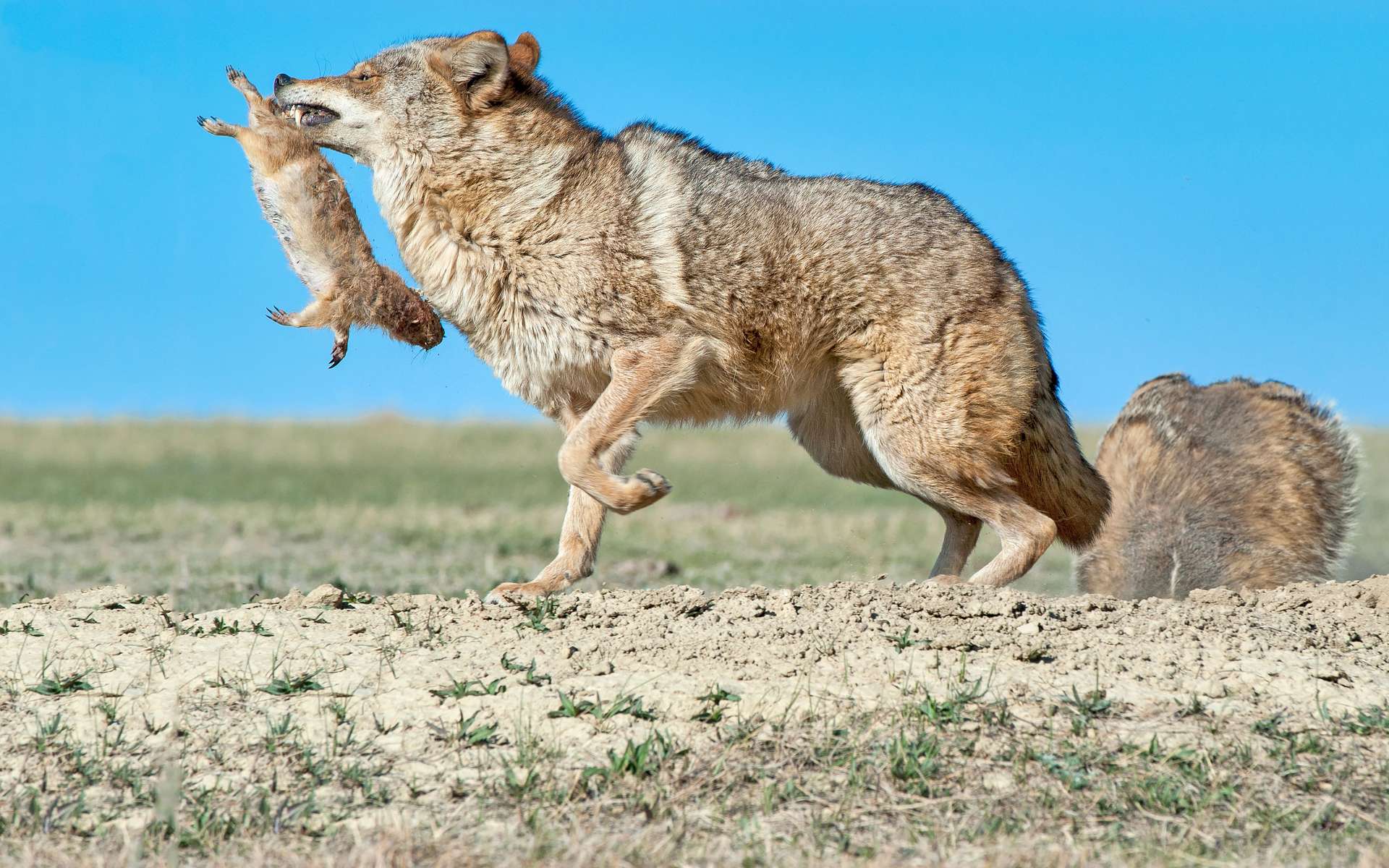 Le coyote fait équipe avec le blaireau pour chasser !