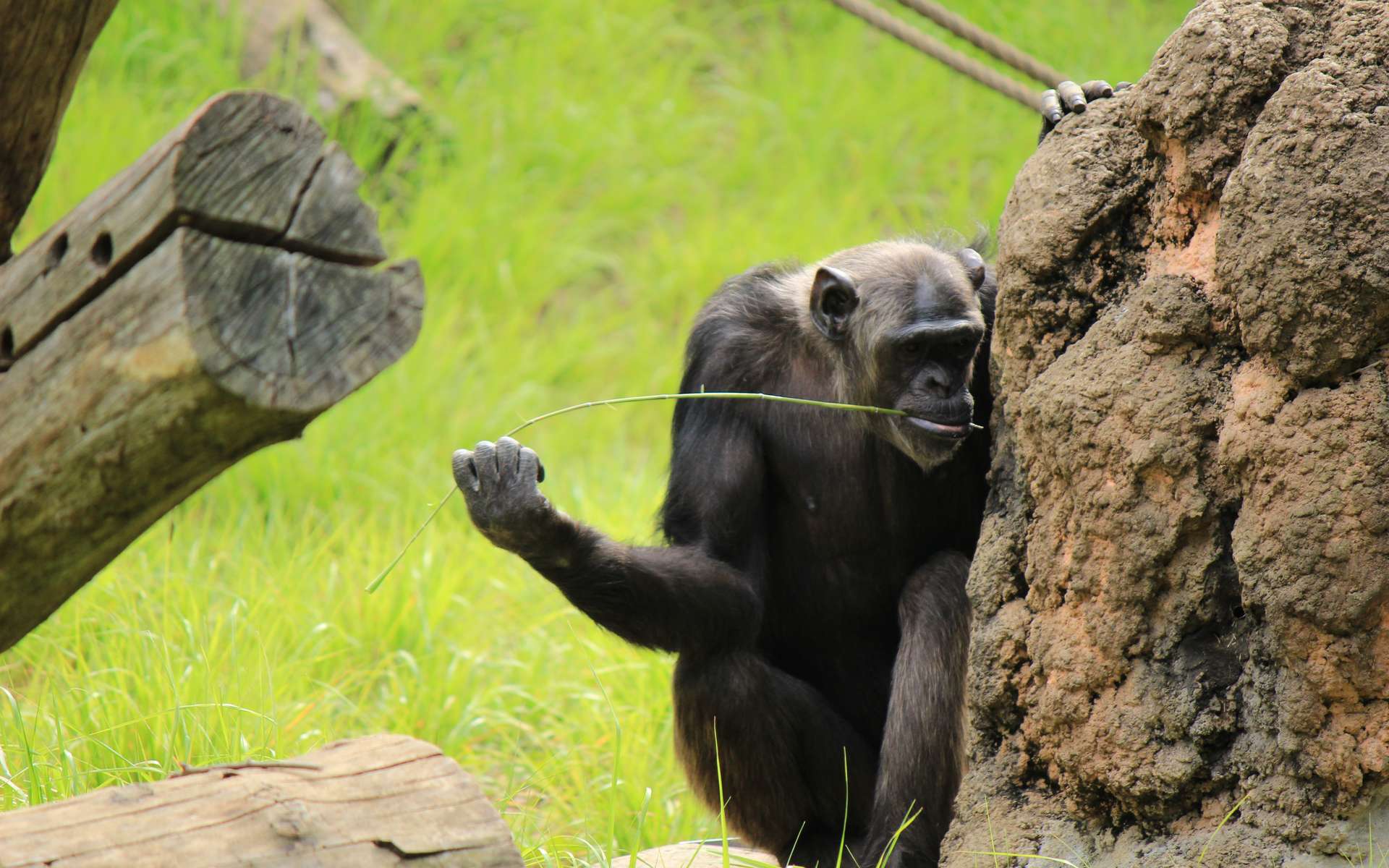 Chez les chimpanzés, chacun sa technique pour pêcher les termites