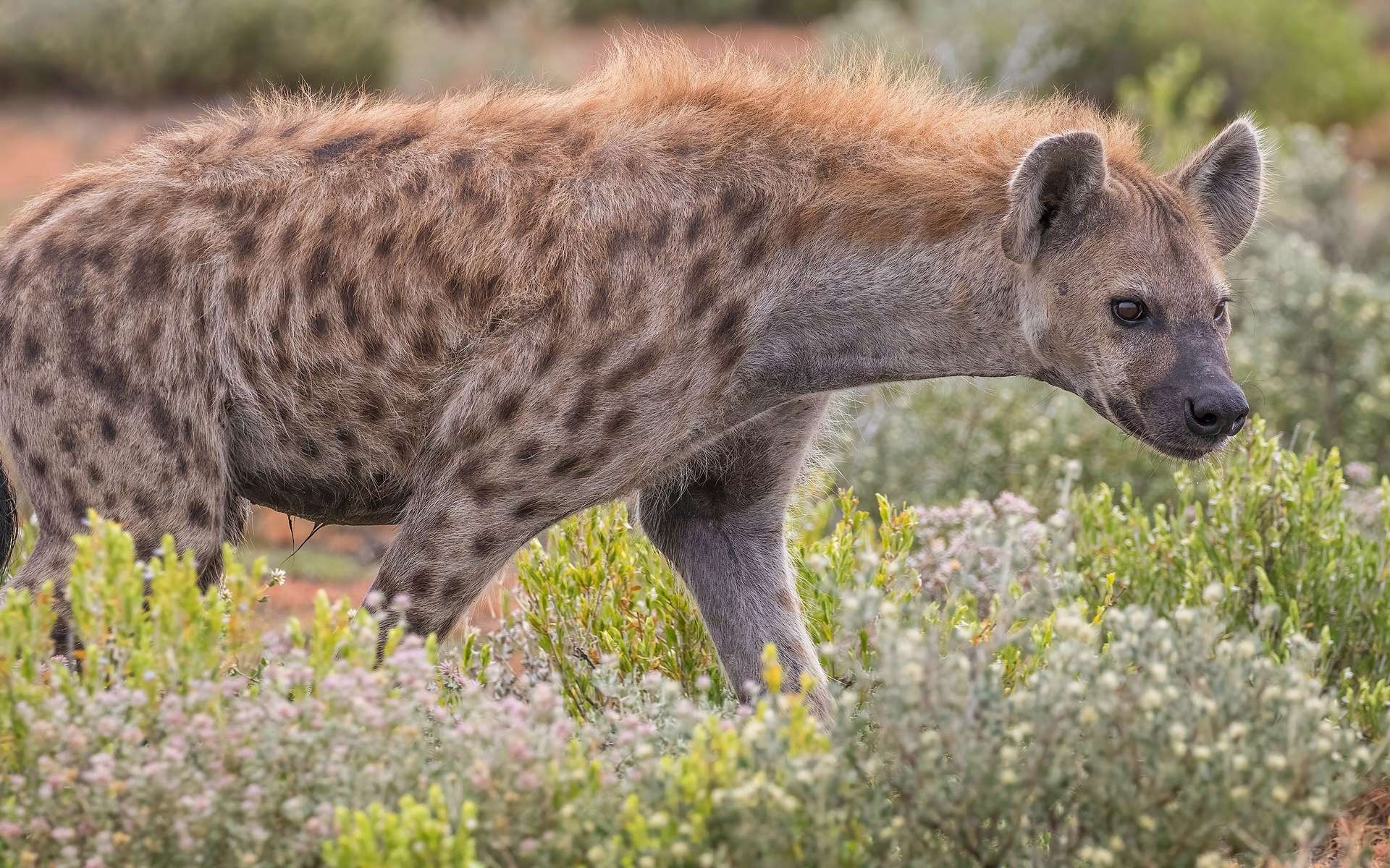 La hyène n'est pas la super méchante que vous imaginez !