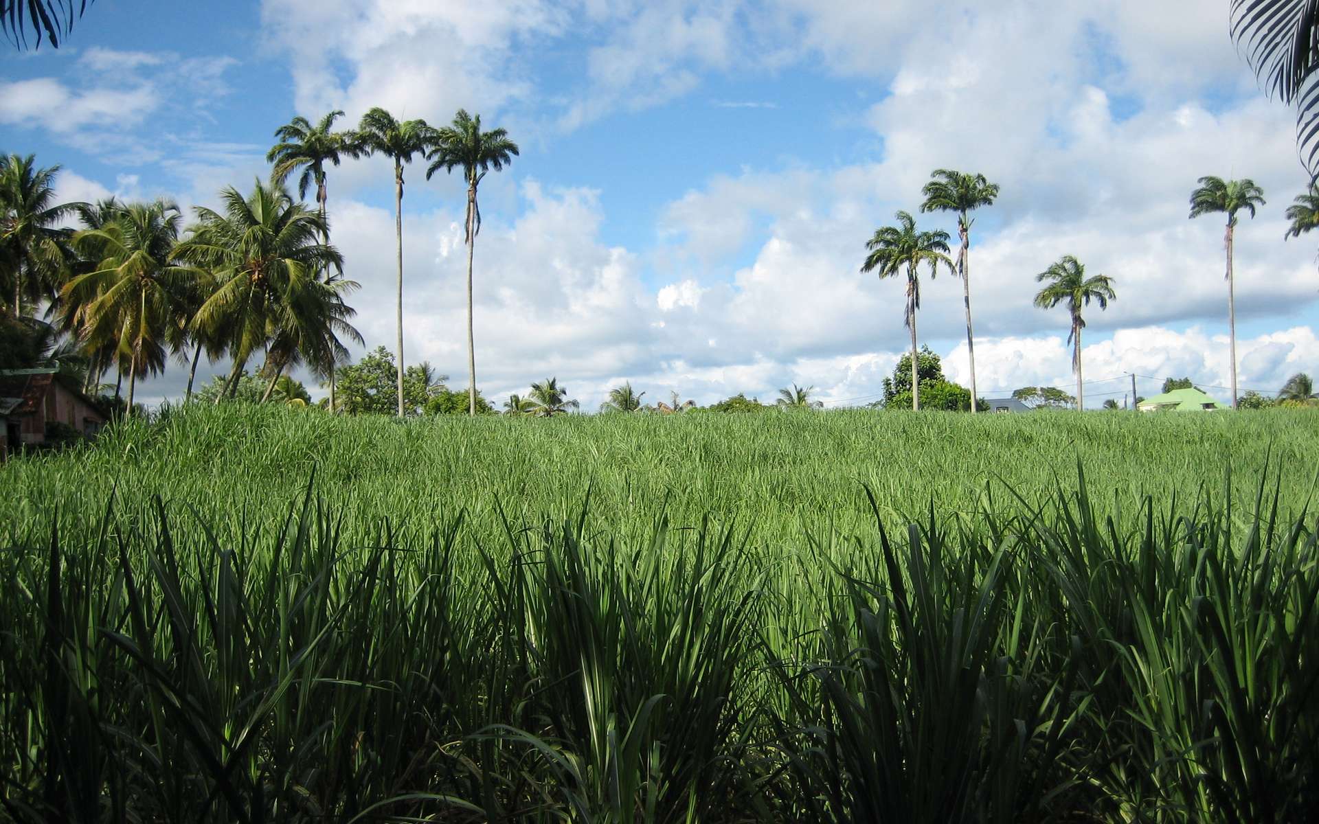 Derrière votre pain et votre riz, une poignée de pays tient les rênes de l'alimentation mondiale