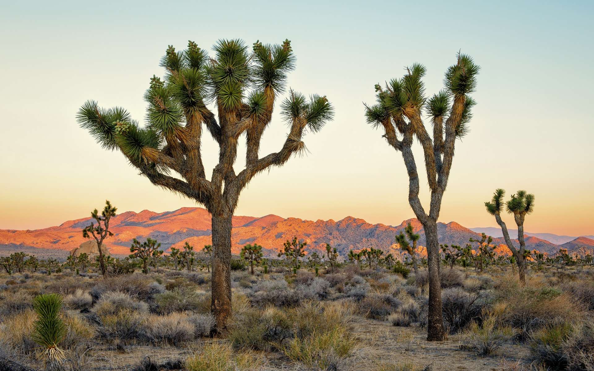 Californie : les arbres de Joshua sont abattus pour les énergies renouvelables !