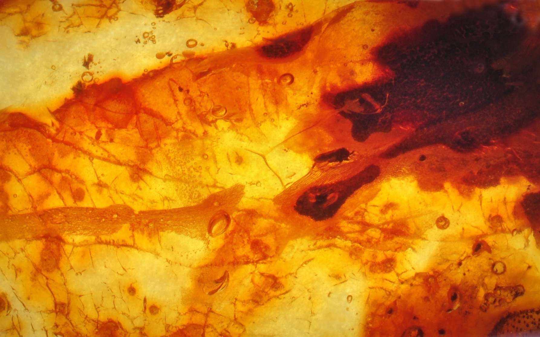 L’ambre emprisonne parfois des organismes fossiles. Une étrange araignée à queue a ainsi été retrouvée dans de l'ambre. © baldomir, Fotolia
