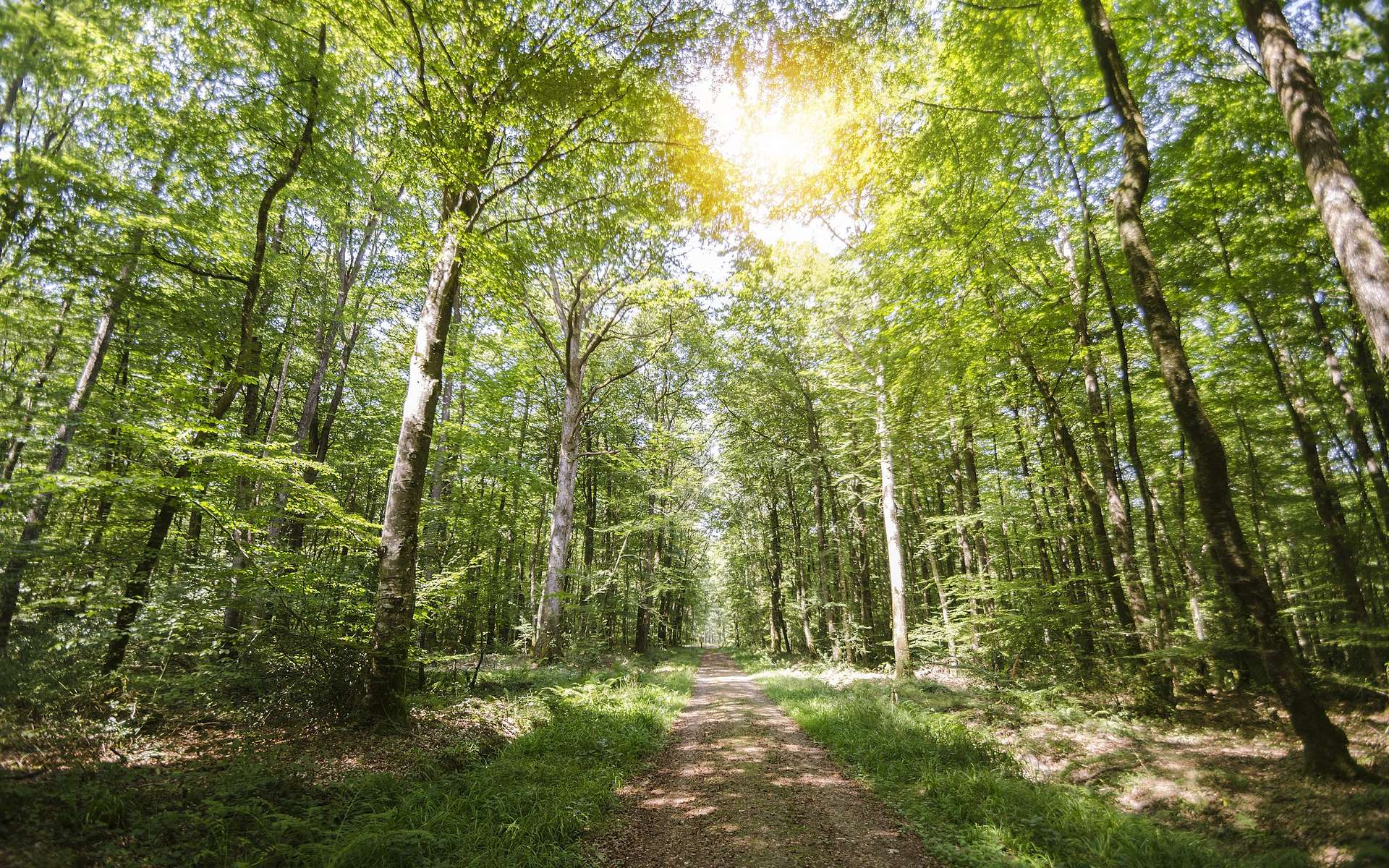 « Planter un milliard d'arbres en France d'ici 2030 » : est-ce possible et souhaitable ?