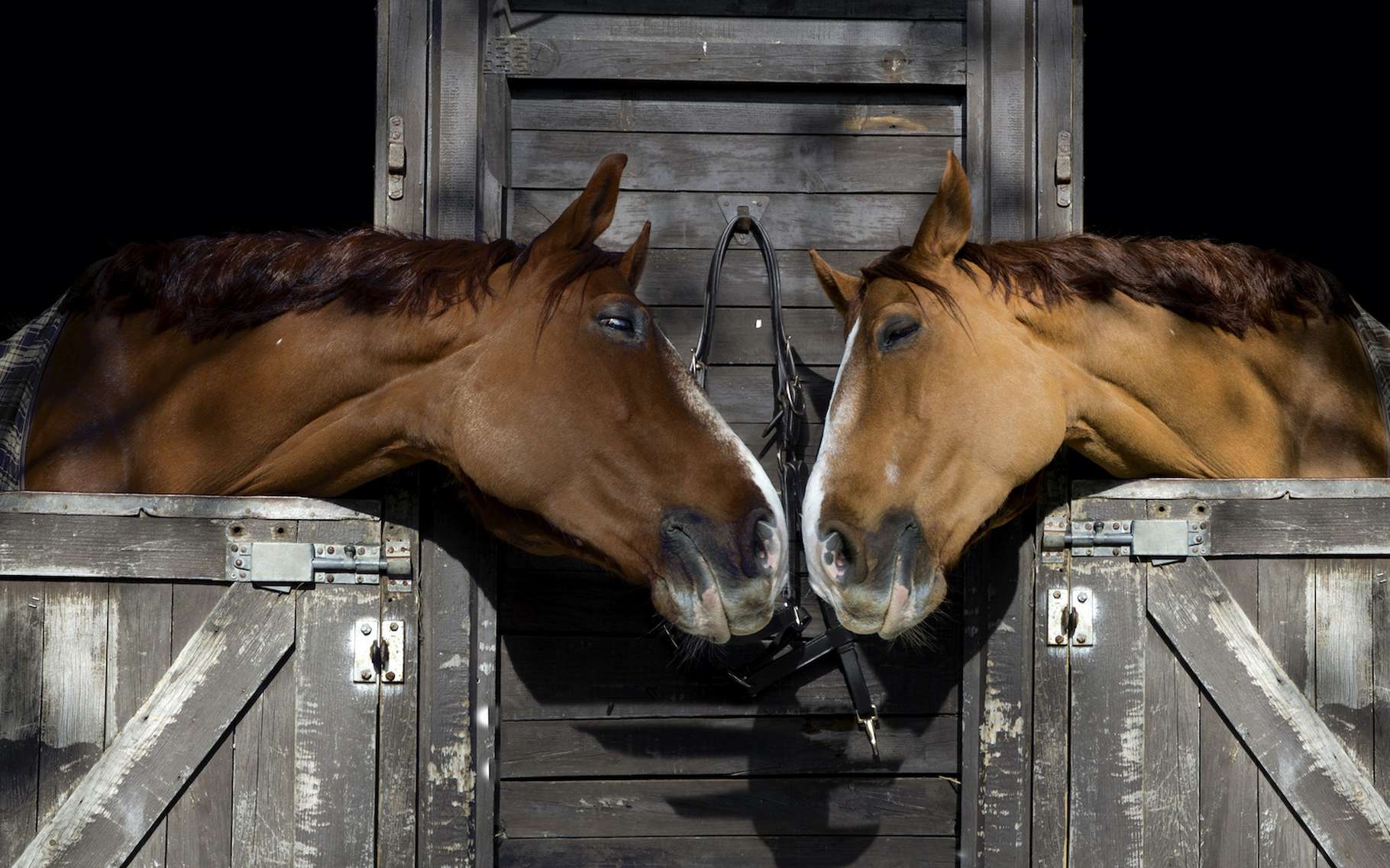 Bêtes de science : ces animaux nous ouvrent leur coeur !