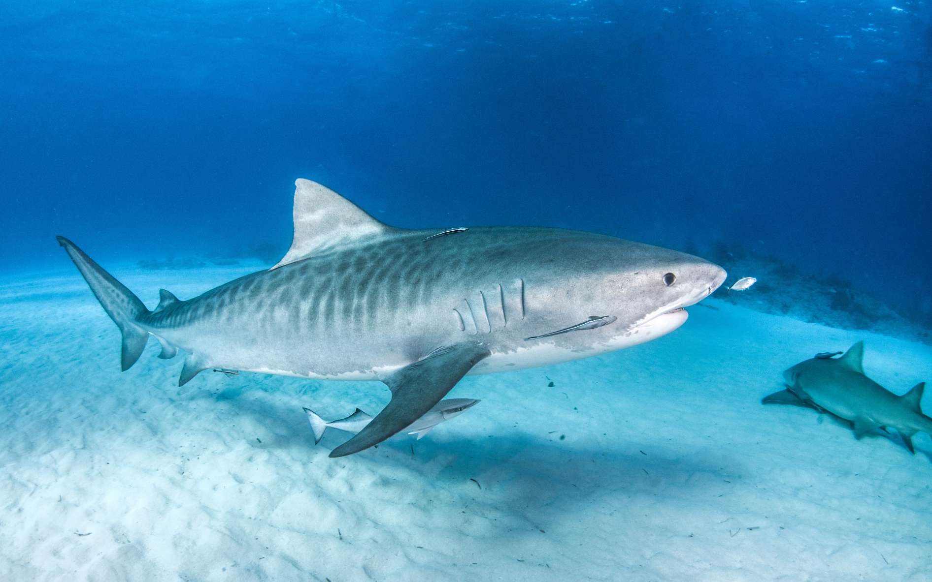 Un requin-tigre photographié aux Bahamas. © Michael Bogner, Adobe Stock