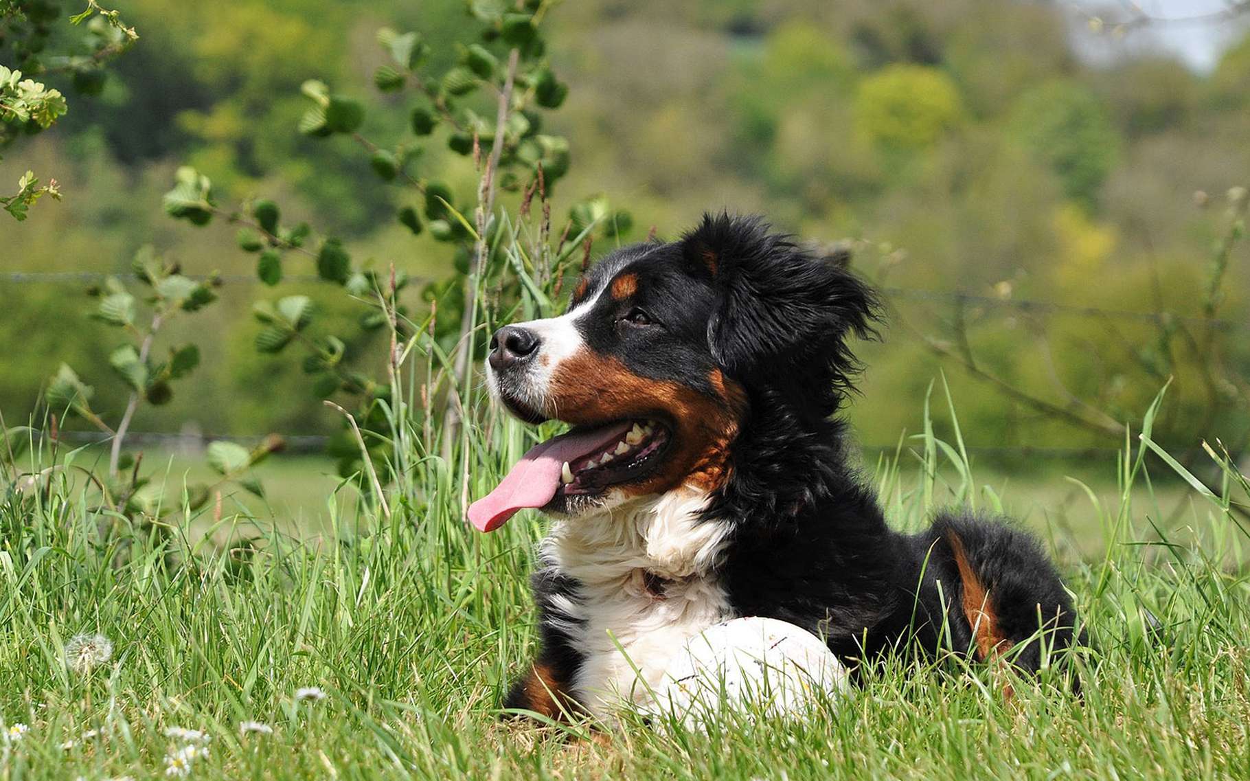 Le Bouvier Bernois Le Malamute L Epagneul Breton Dossier