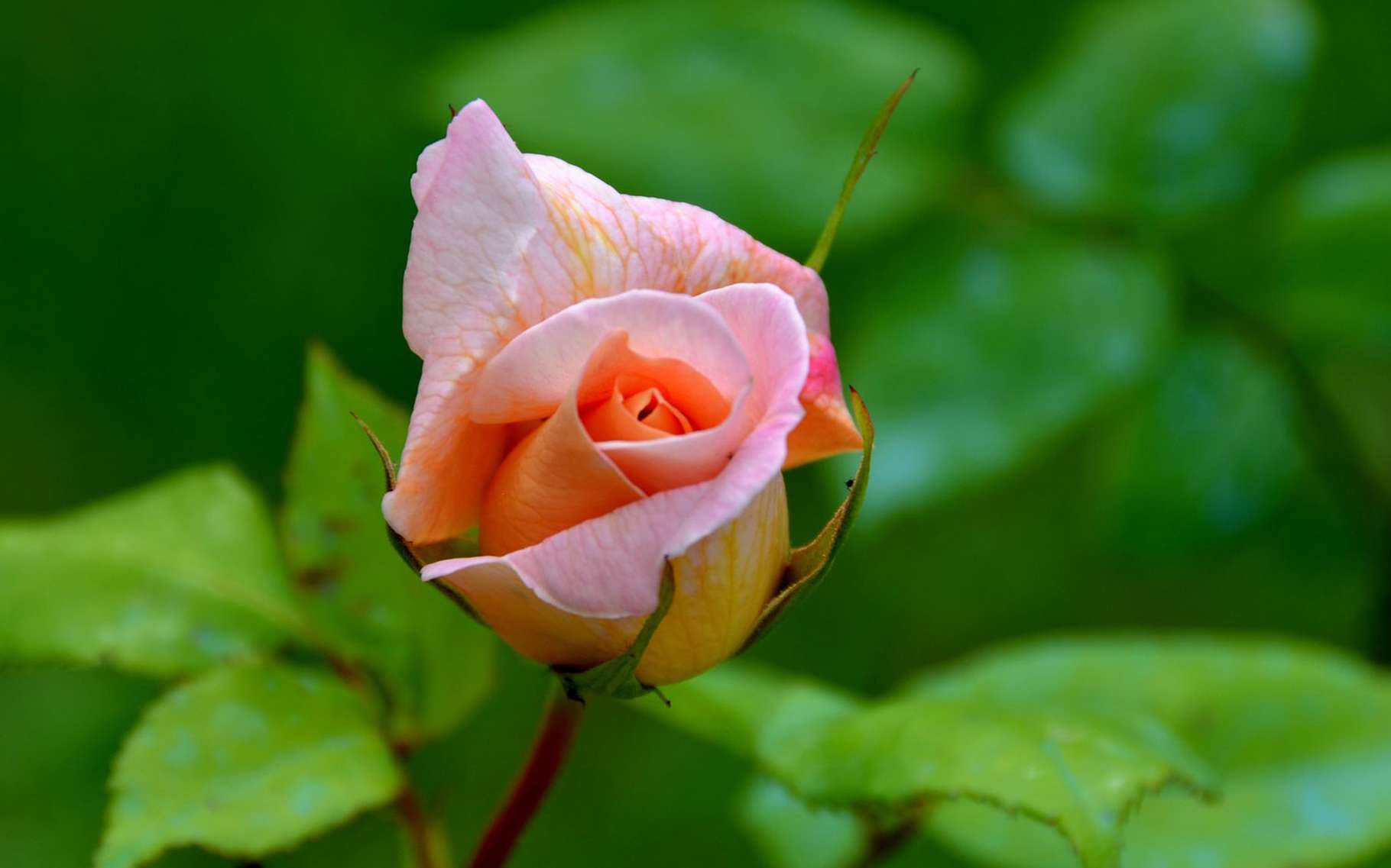 La délicate beauté d'une rose. © MLCG, Pixabay, Domaine Public