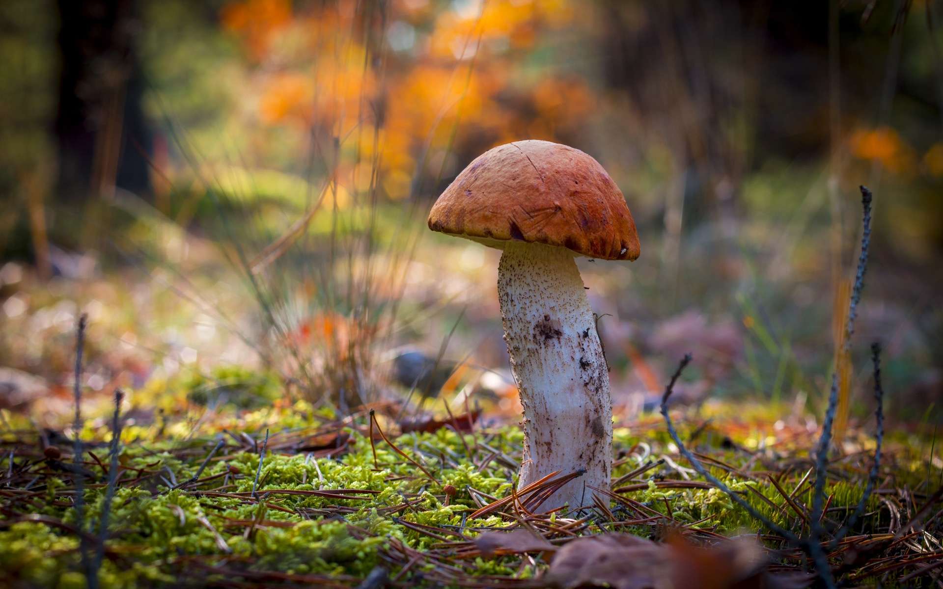 Les mycorhizes sont des champignons microscopiques qui favorisent le développement des arbres. © Romvo, Adobe Stock