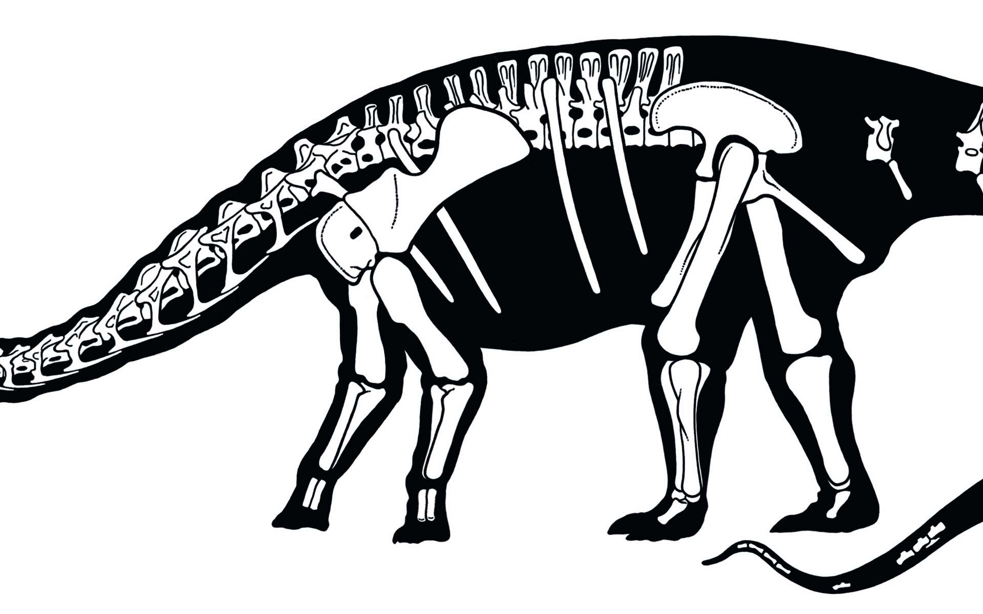 Tailles d'un homme et du Nigersaurus taqueti. Ce dernier mesurait 9 m de long. Crédit : Carol Abraczinskas, Paul Sereno