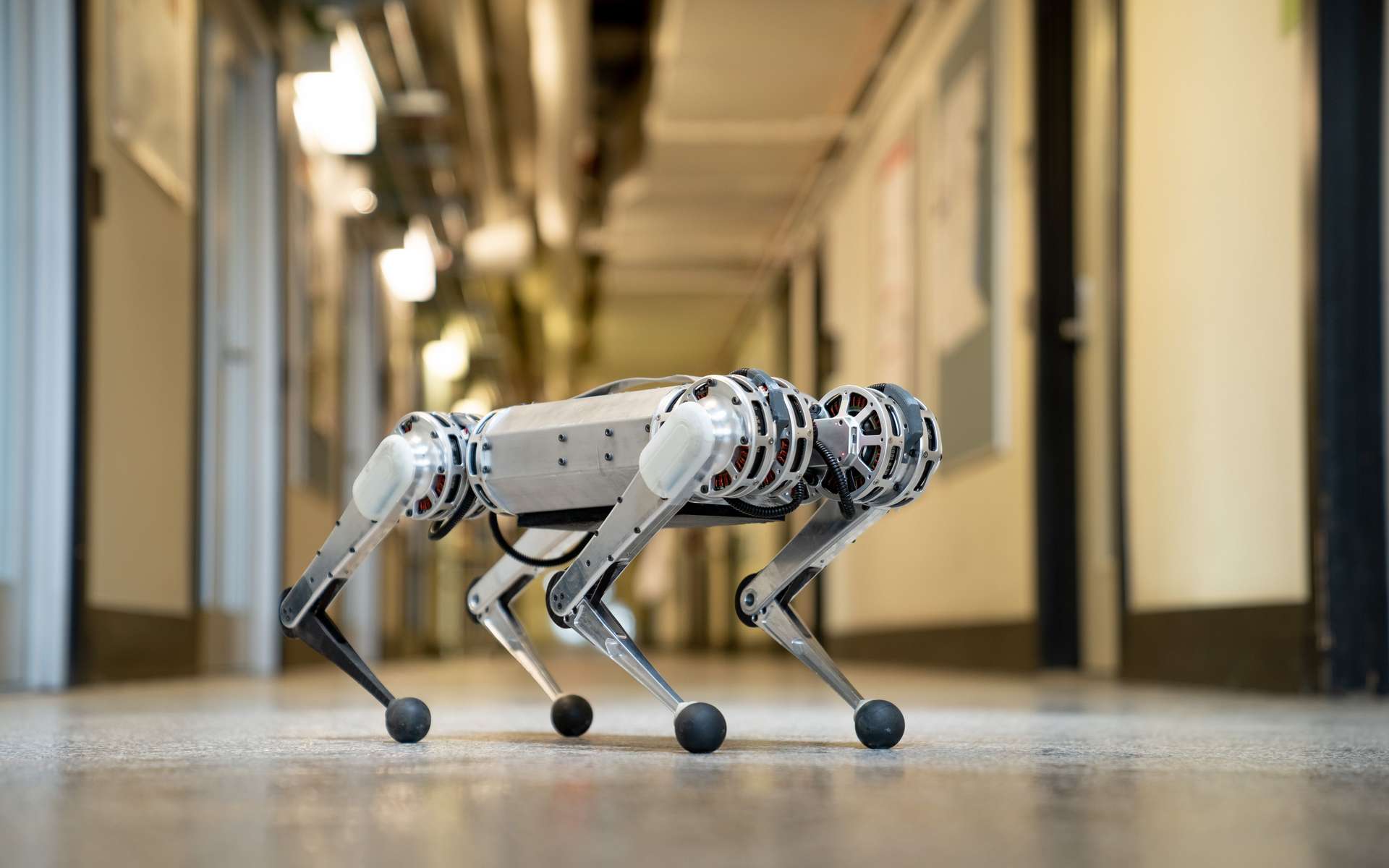Après les sauts périlleux et le passage d'obstacles, Mini Cheetah a appris à courir. © Bryce Vickmark, MIT